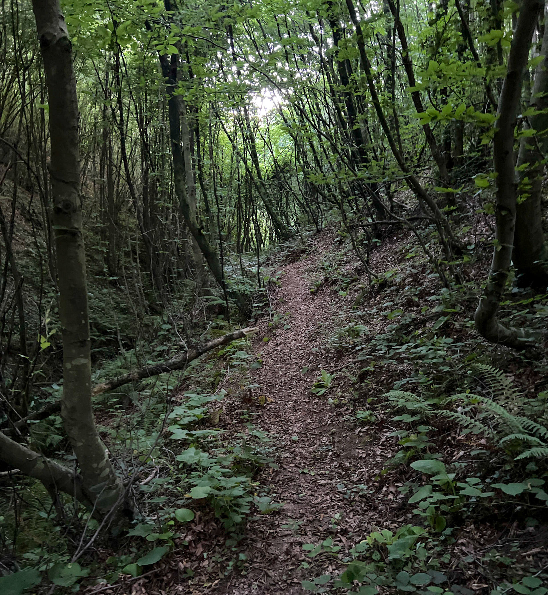Kozlu valley: woodland path