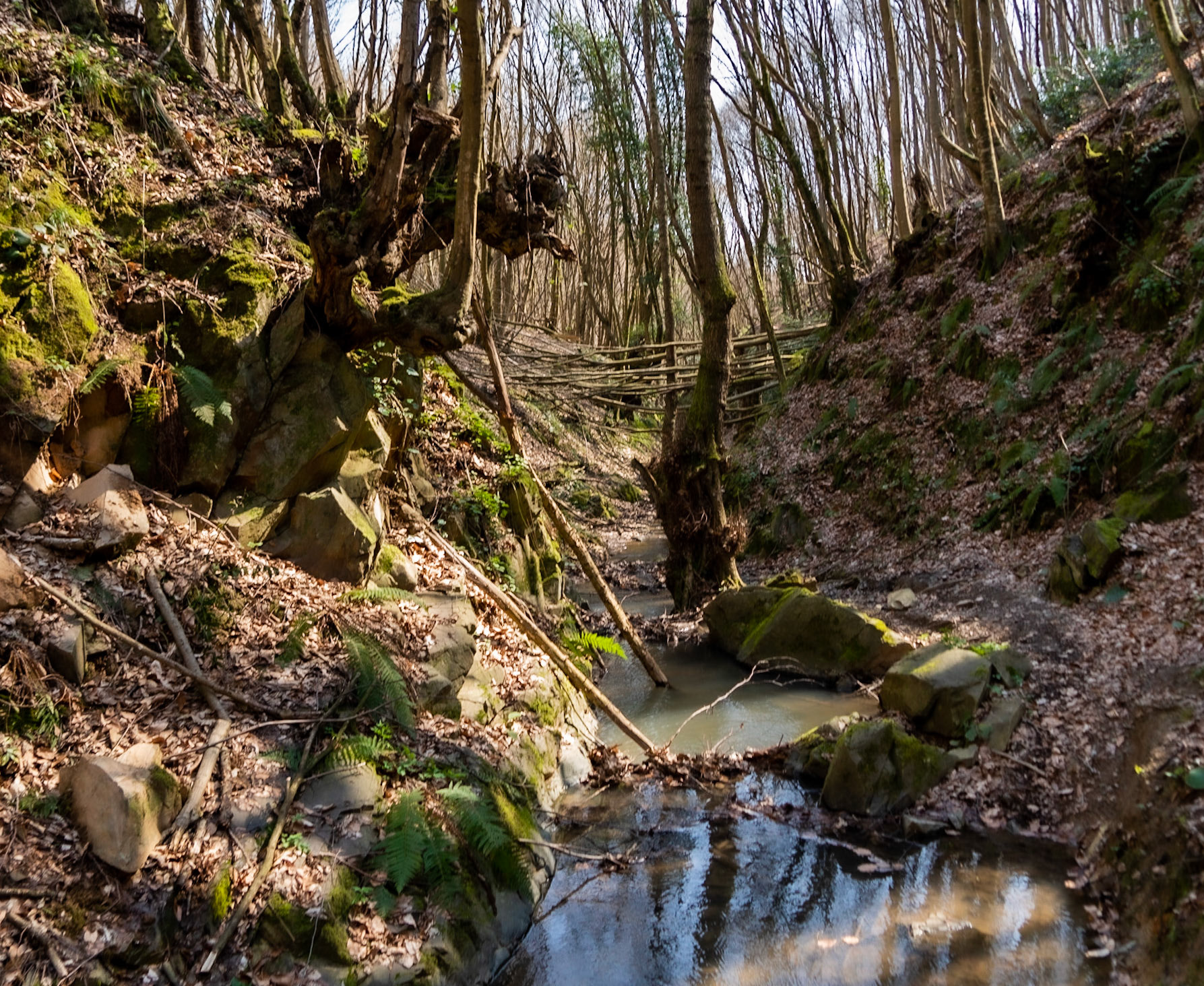 Zerzevat stream valley: old trees
