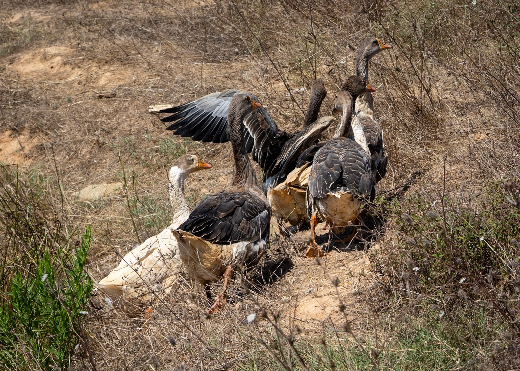 Tesko Yıldız ponds: domestic geese