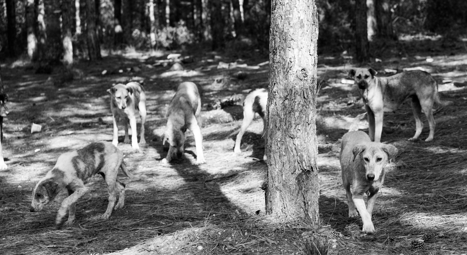 Aydos: feeding feral dogs