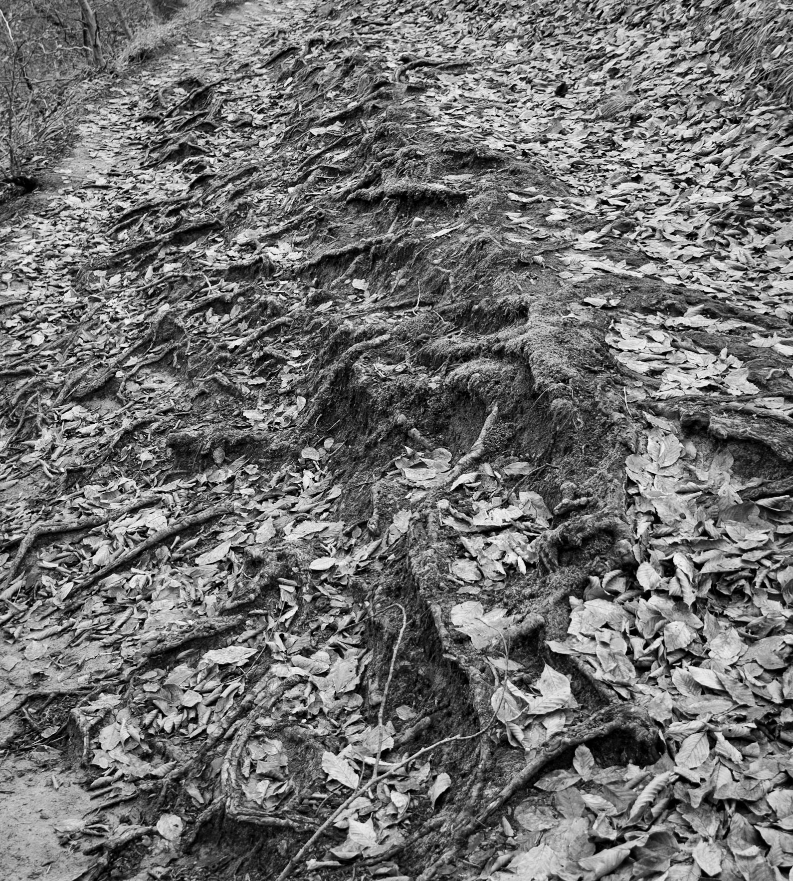 İkinici Mahmut Göleti: tree roots on the path