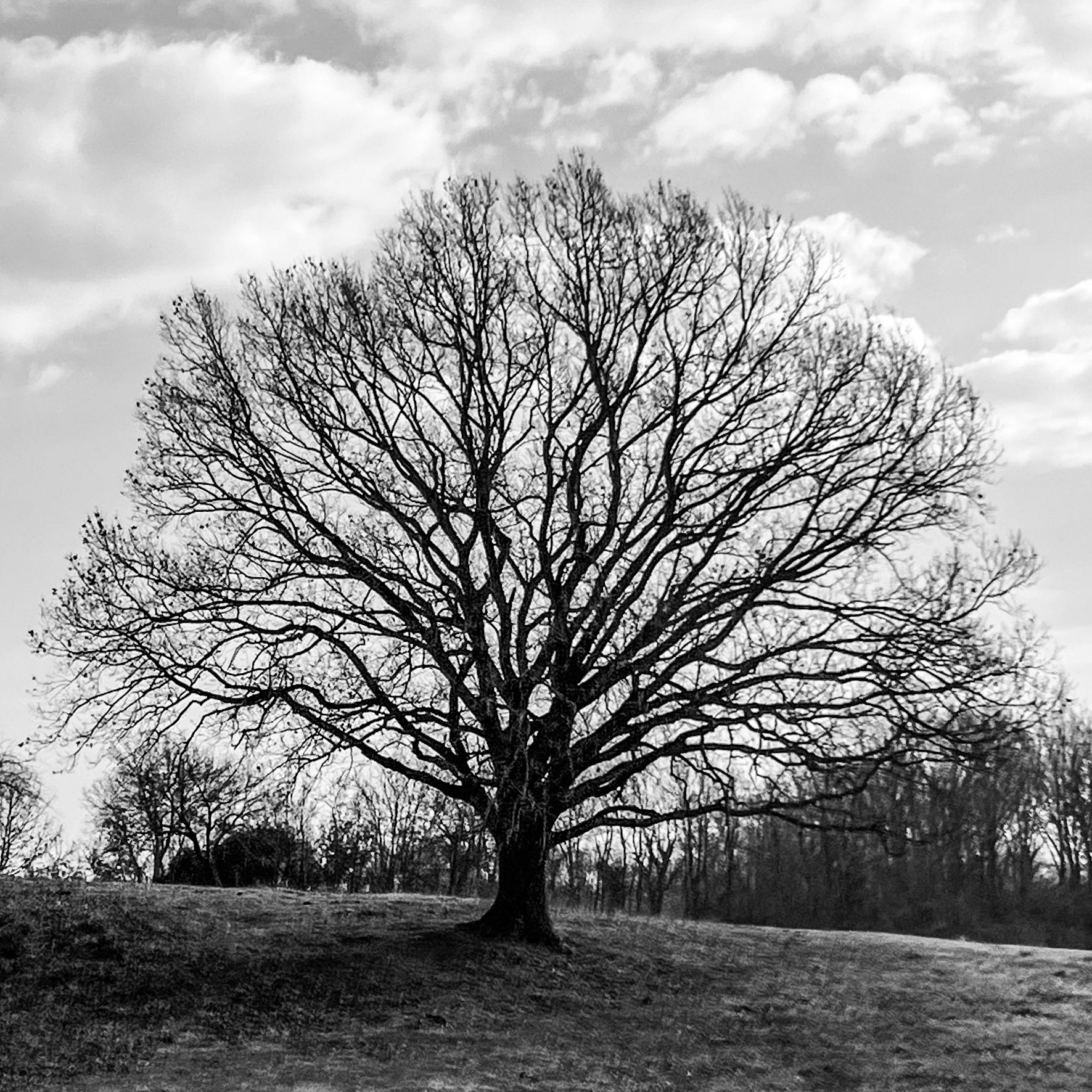 Bozhane S hill: oak (I think)