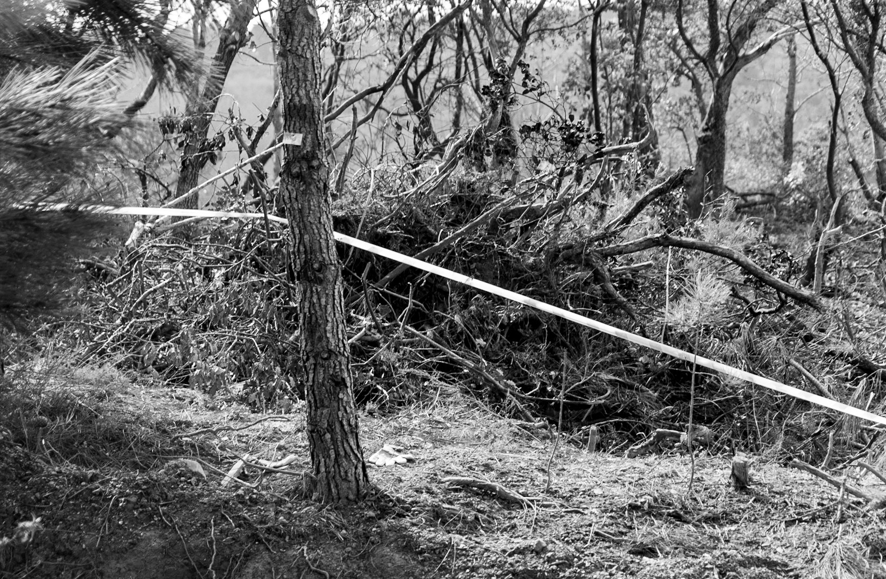 Kirazlı woods: recently demarcated and partly-cleared land