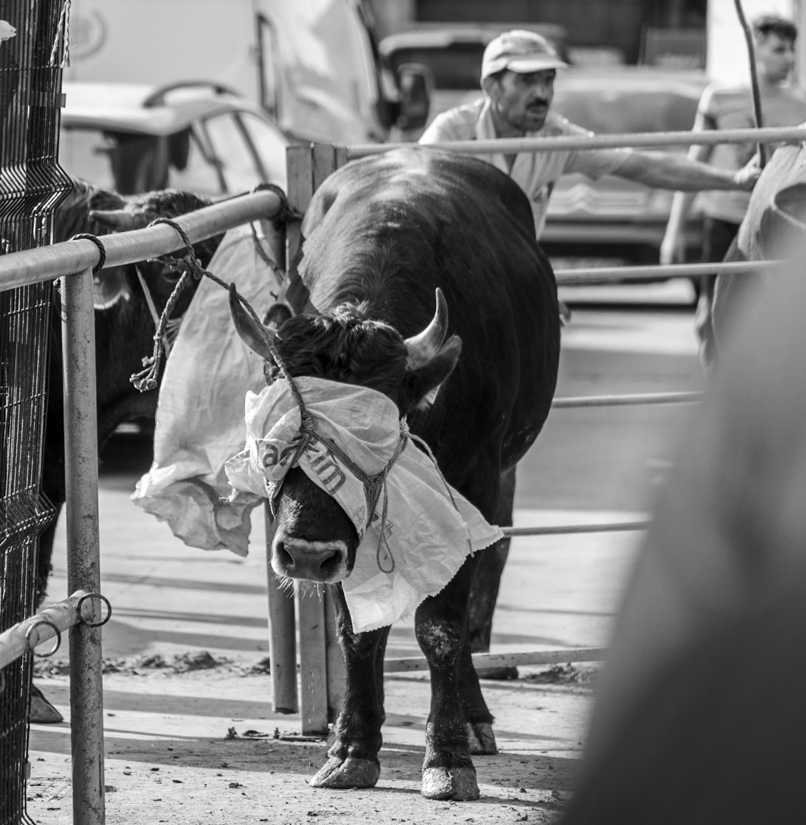 Alibeyköy Kurban Satış ve Kesim Alanı: bullock tied at the top of death row