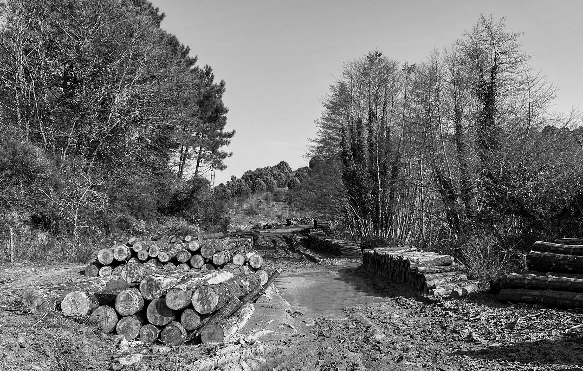 KYK wood: logs