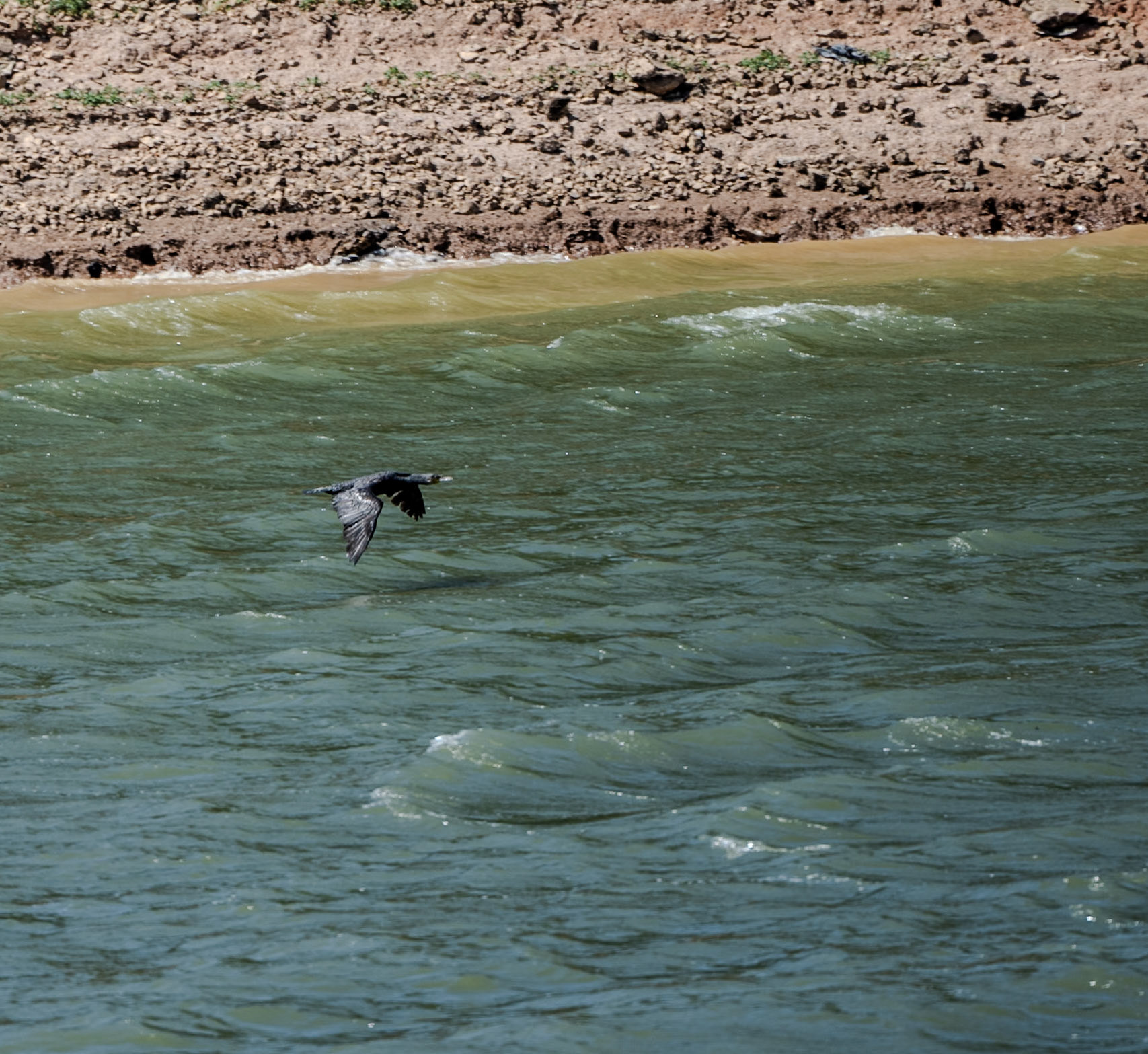 Paşaköy gorge: wild goose (?)