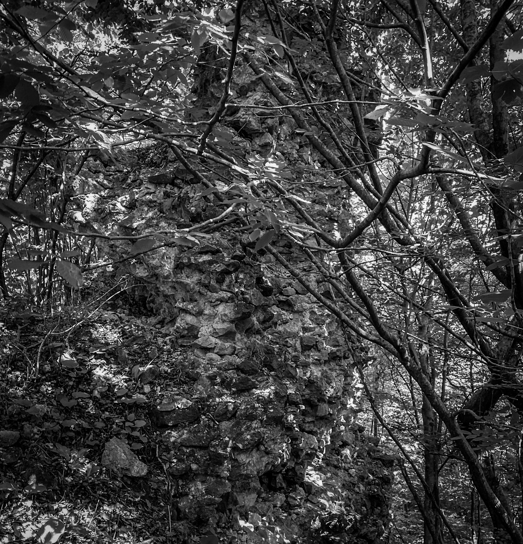 Sarıkavak castle: wall and trees