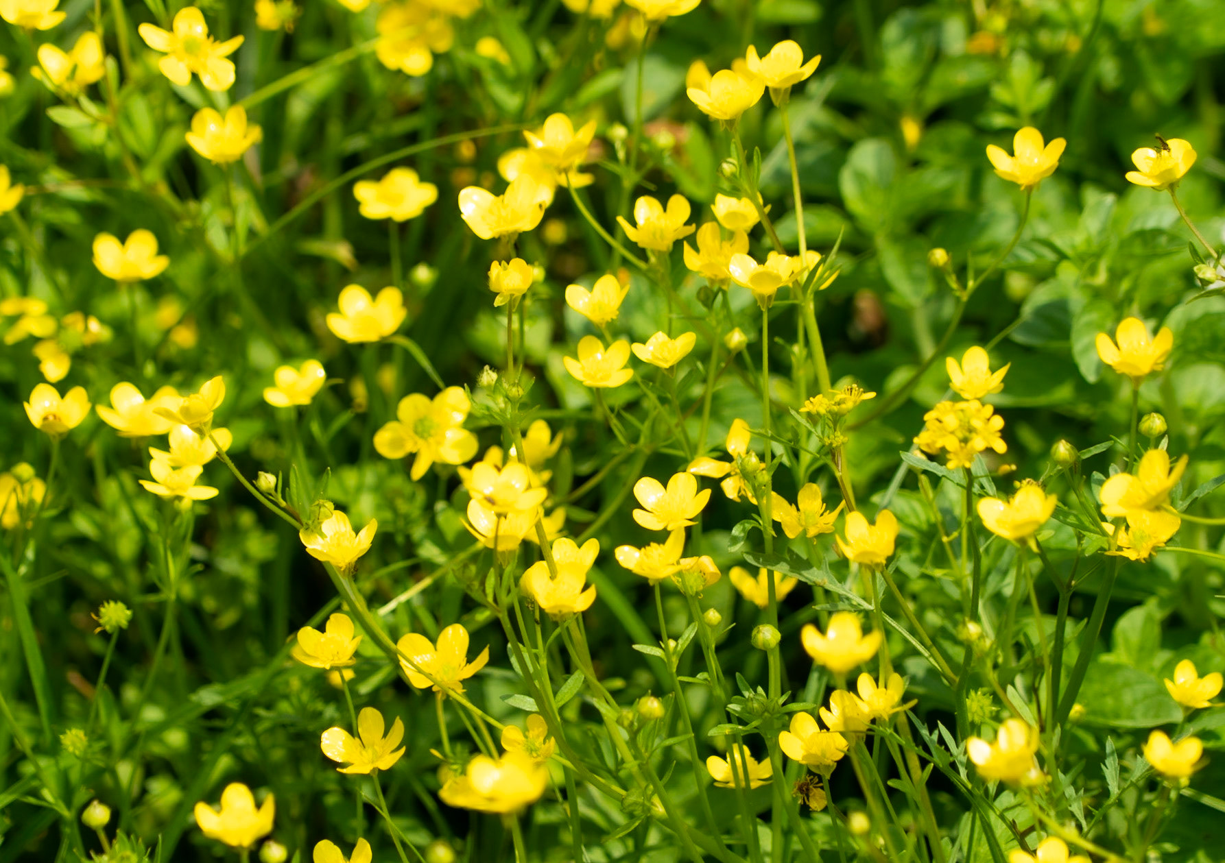 Ömerli reservoir: buttercups