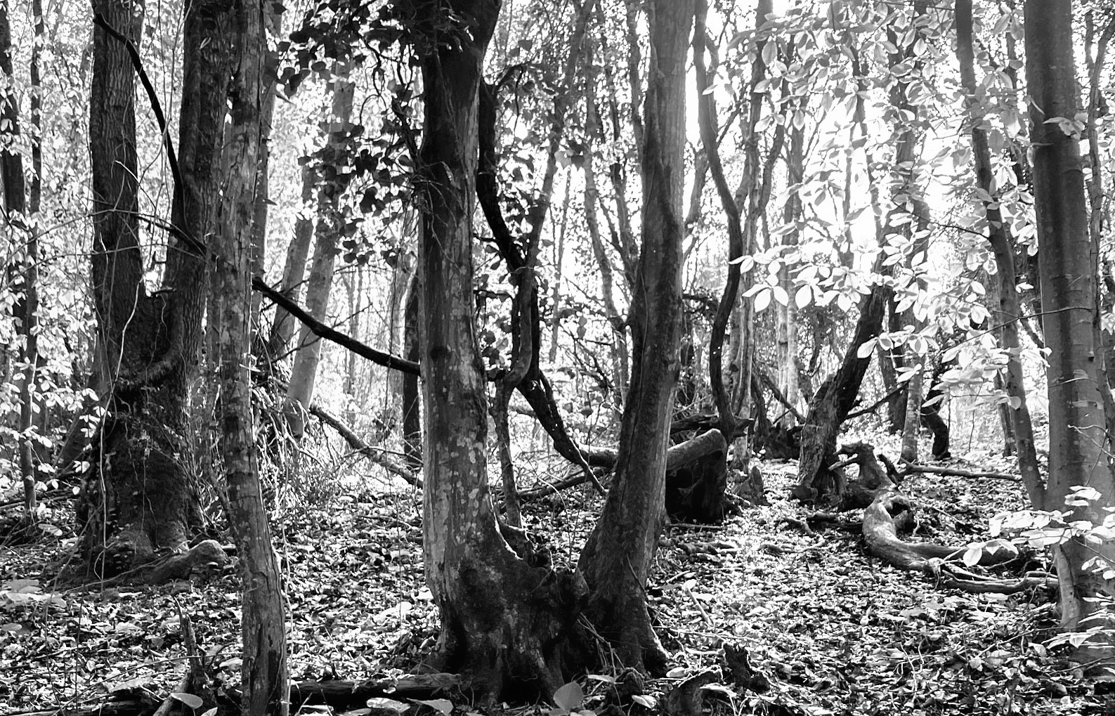 Polonezköy SW forest: treescape