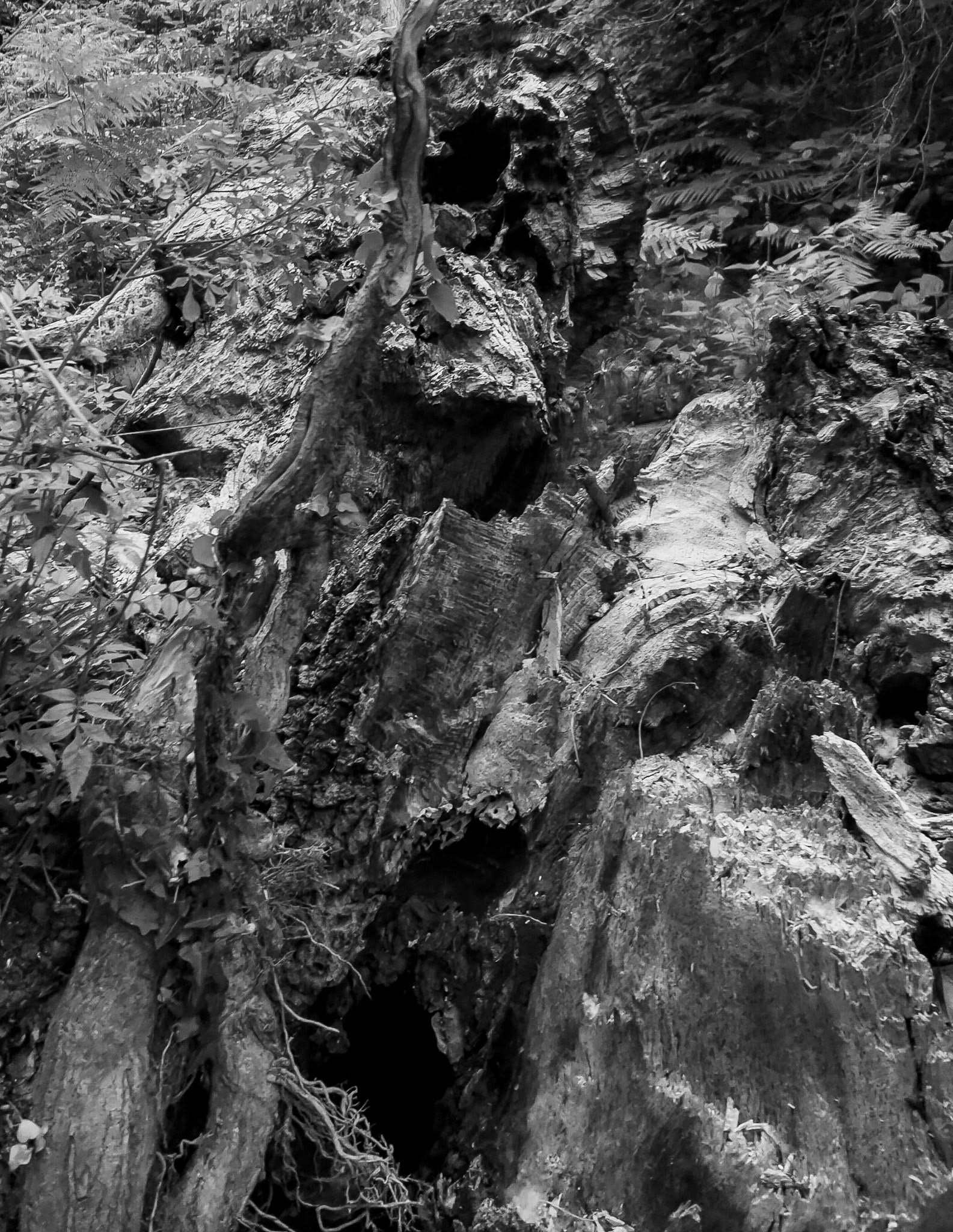 Riva SW forest: broken tree