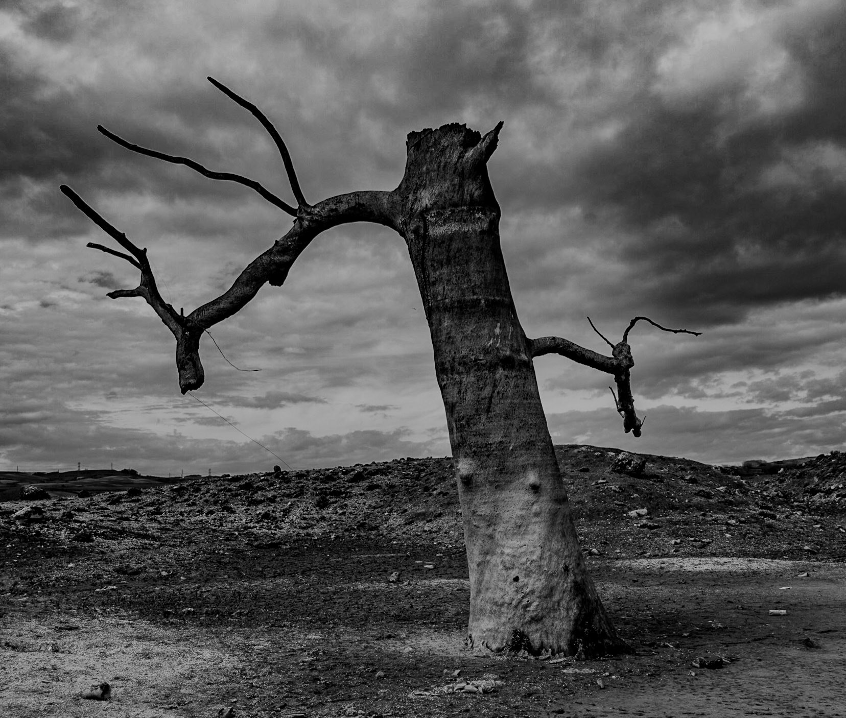 Şamlar: long-submerged and long-dead plane tree in the almost-dry Sazlıdere reservoir bed south of the village