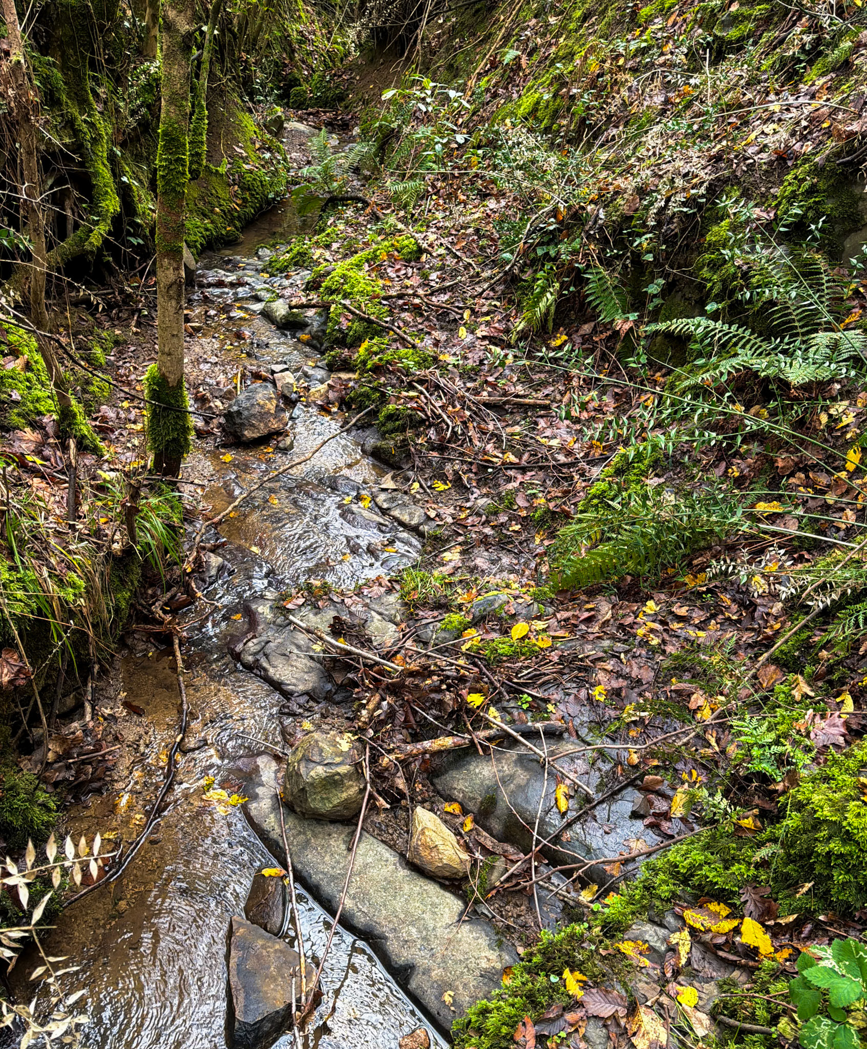 Kılıçlı southeastern stream walk: green, stony stream