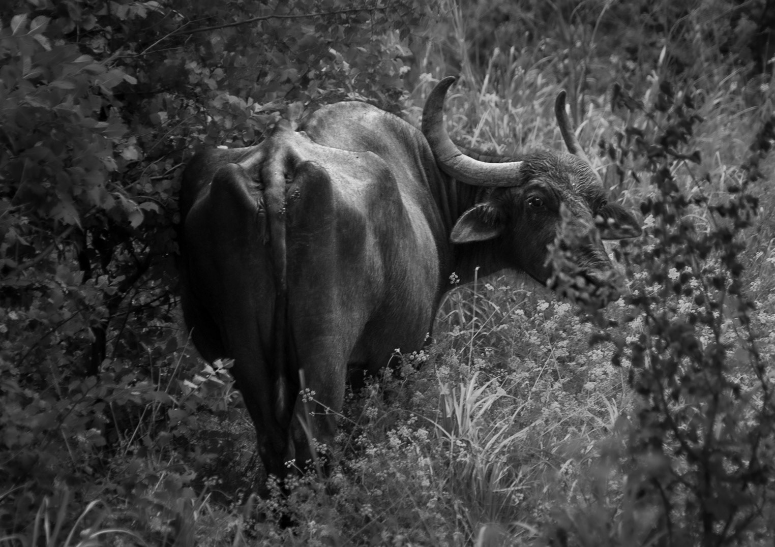 Sazlıdere southern flower meadow: a water buffalo (do not disturb)