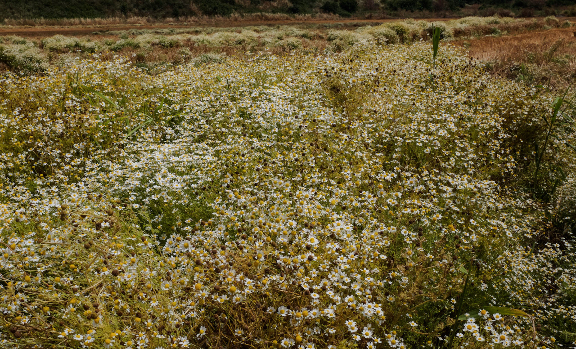 between Altınşehir and Bathonea: a swathe of camomile
