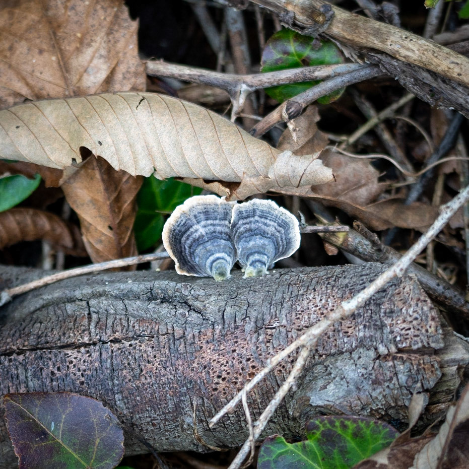 Kaynarca forest: blue wood fungi