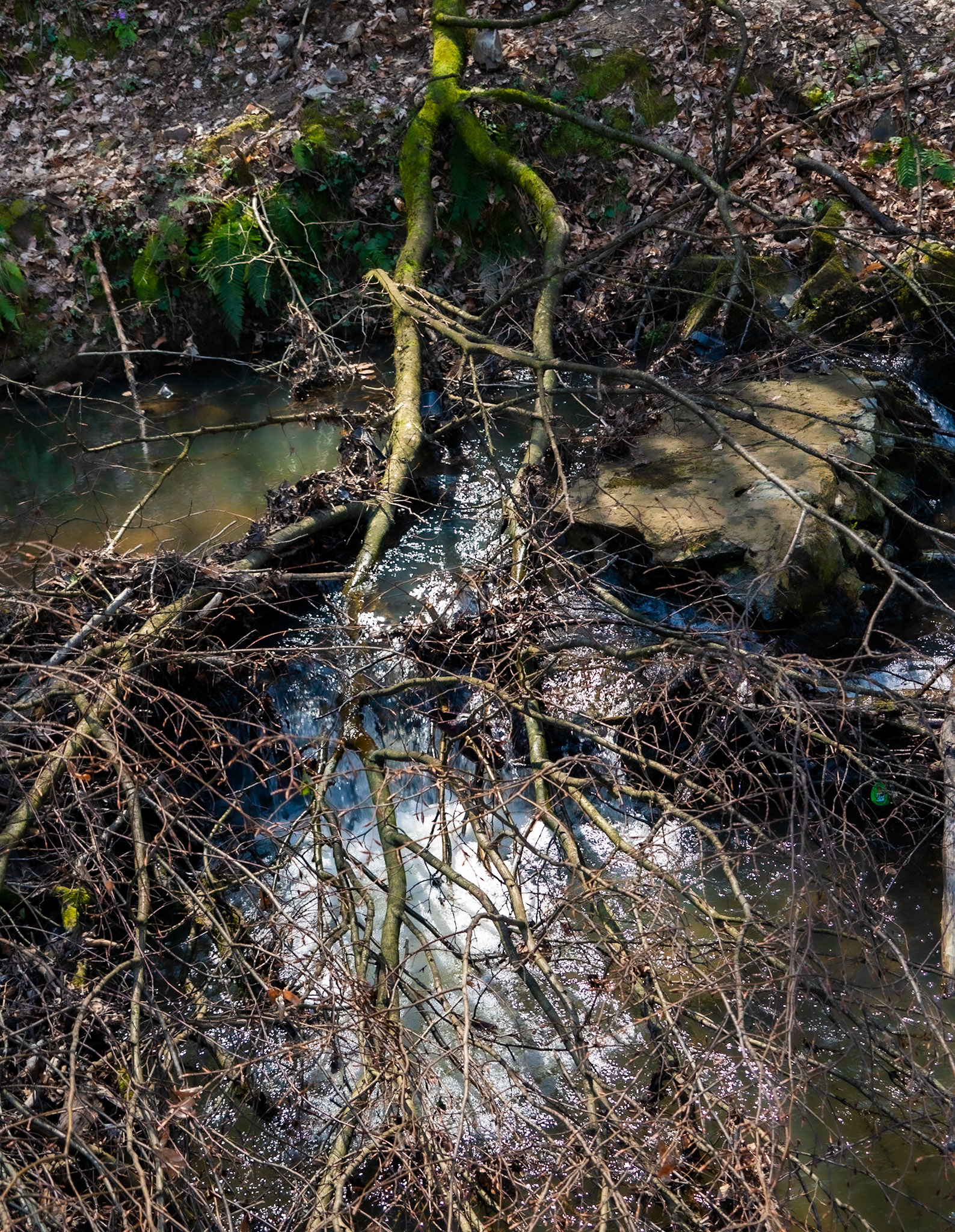 Zerzevat stream valley: branches across the stream