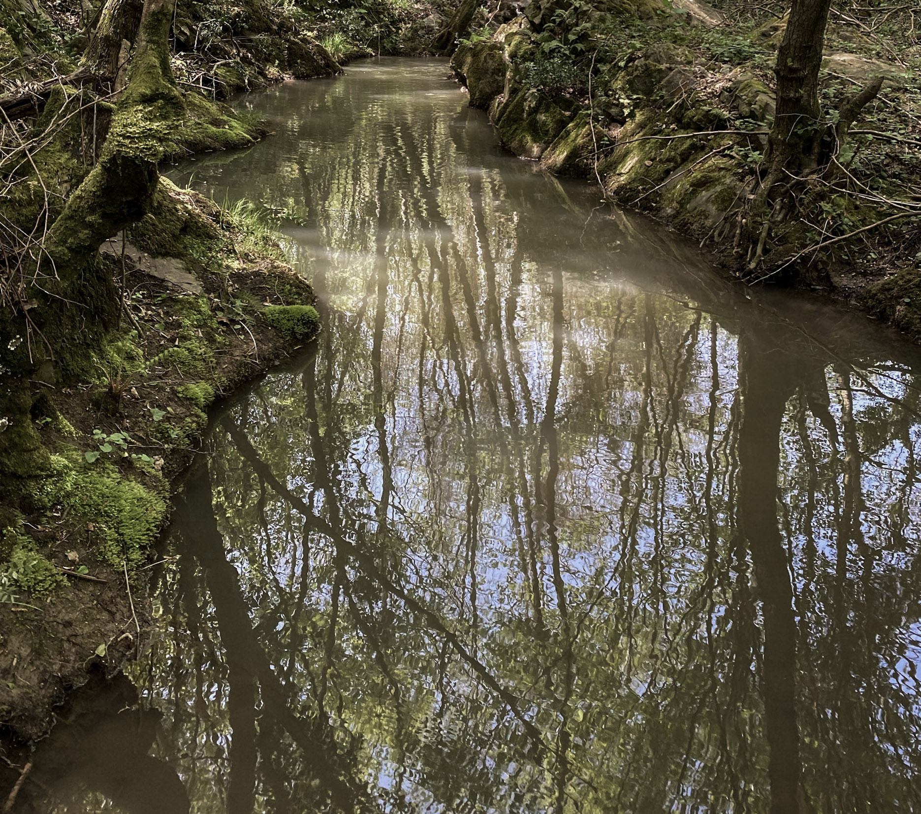 Polonezköy SW forest: wide stream