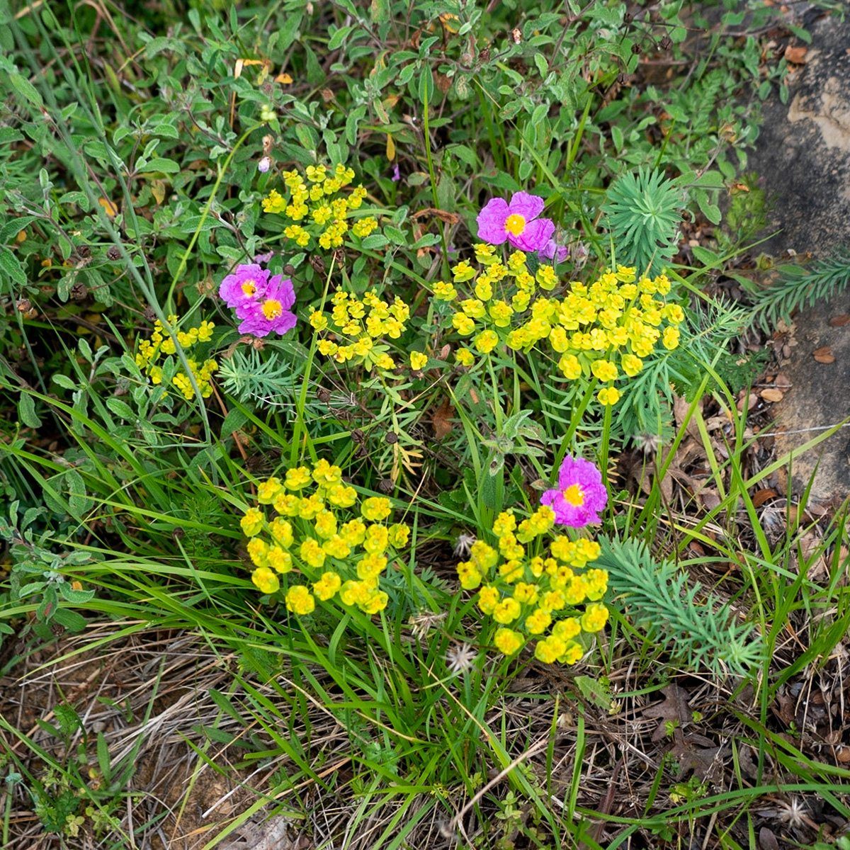 between Hasanlı and Sarıkavak hill: pink dog-roses and yellow flowers (what?)