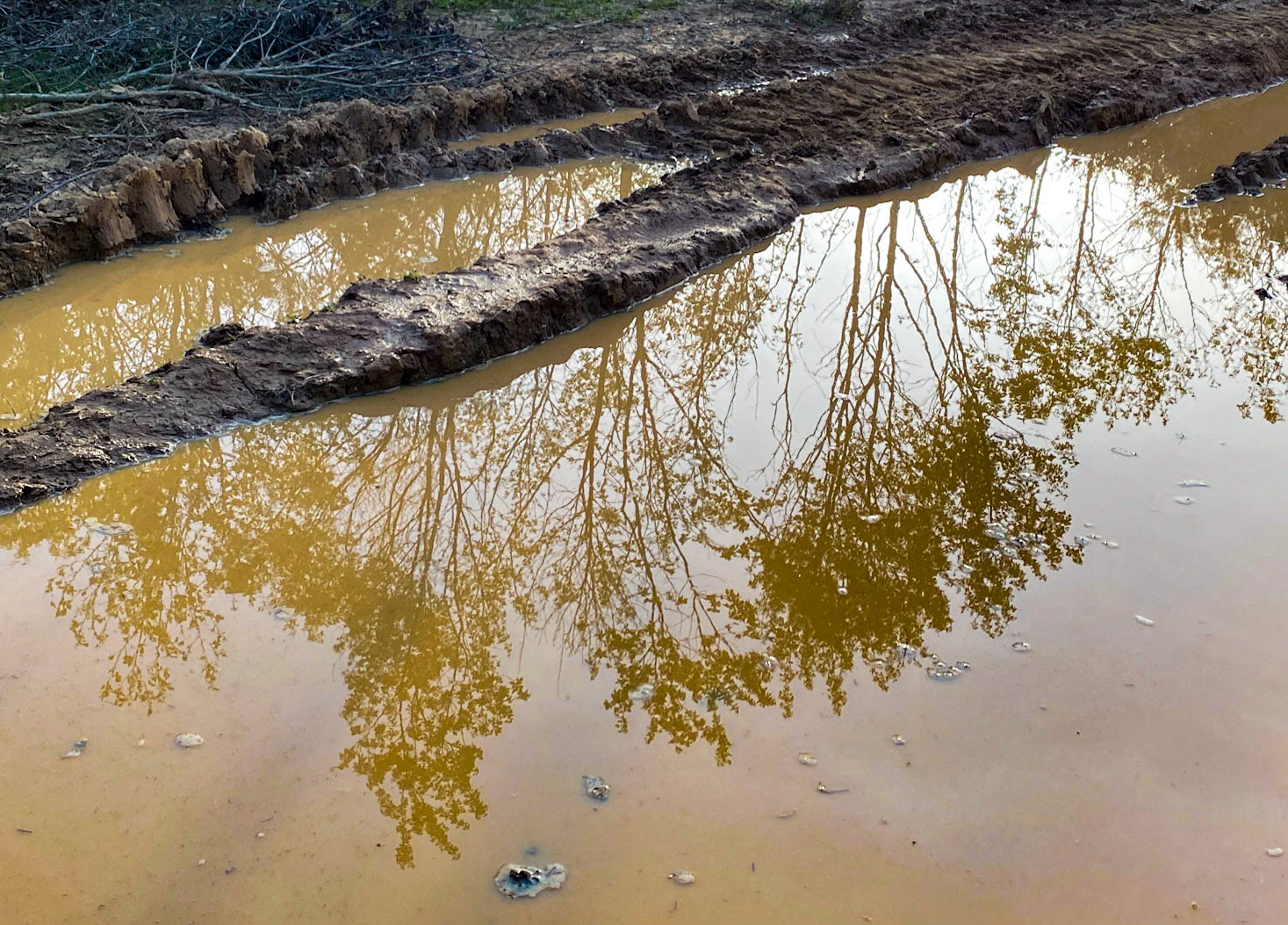 Polonezköy northern forest: reflected trees
