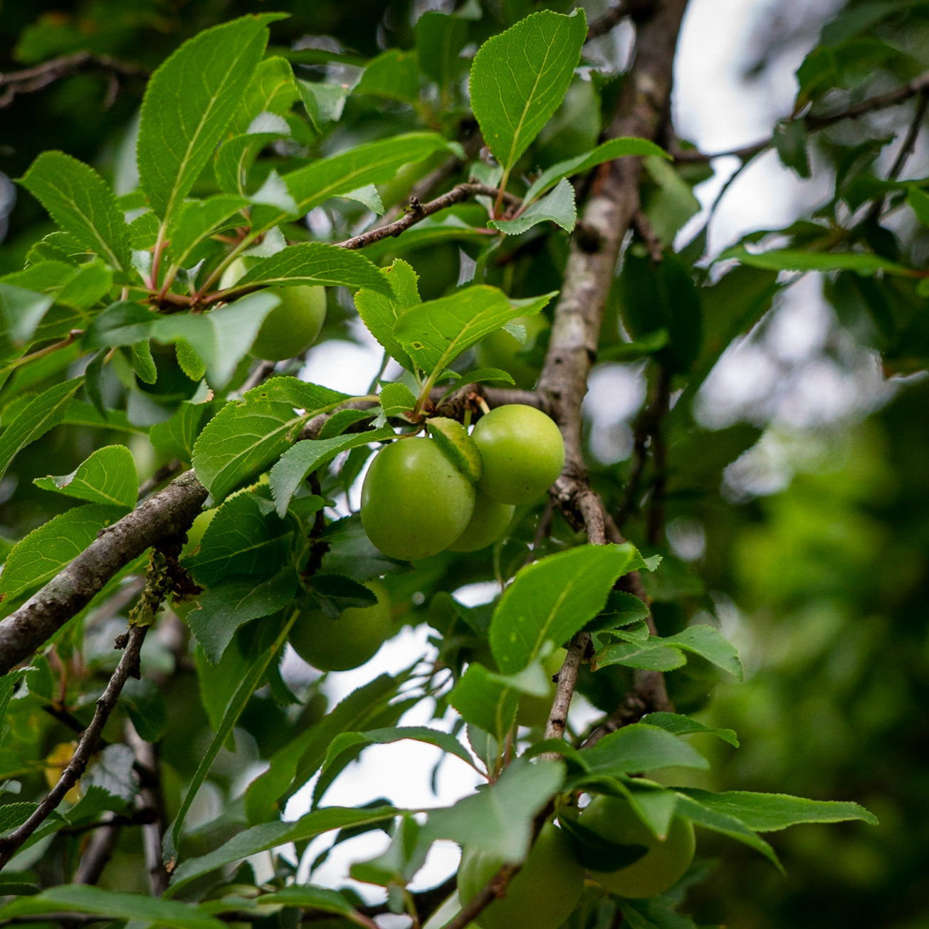 Hasanlı green plum tree in fruit