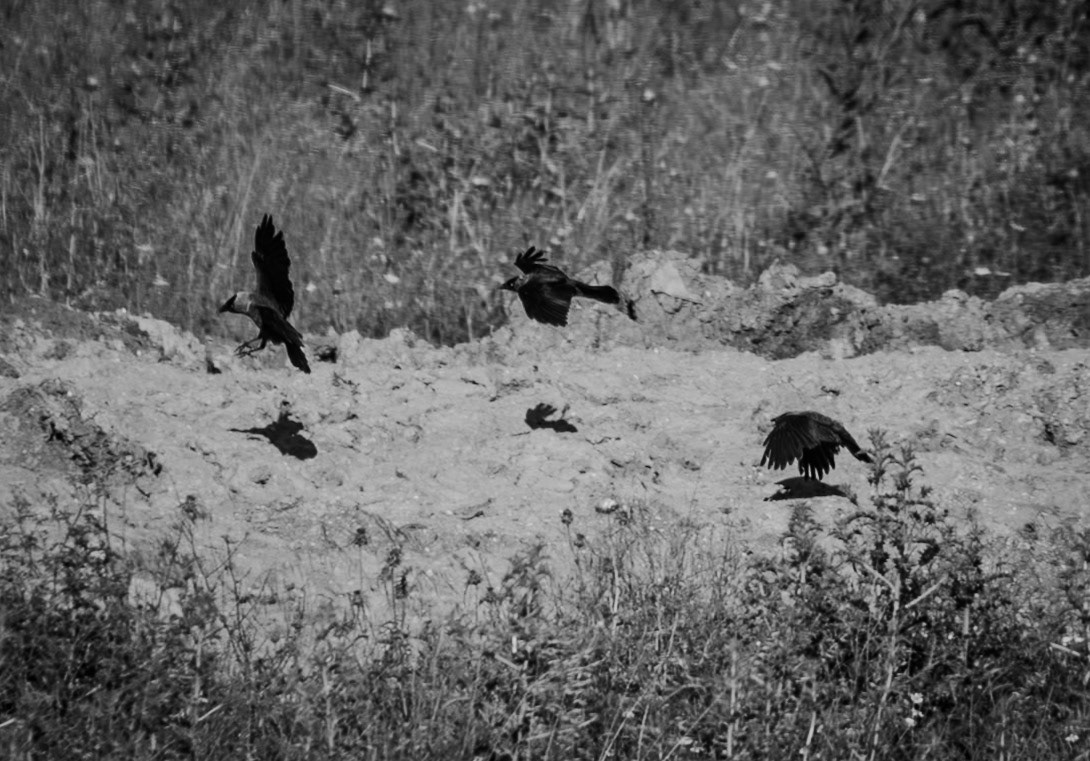 leaving Yarımburgaz cave: 3 hooded crows