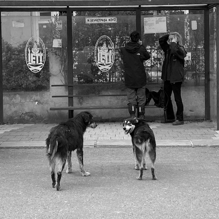 Mahmut Şevket Paşa: a village dog and Sparky as we wait for the bus