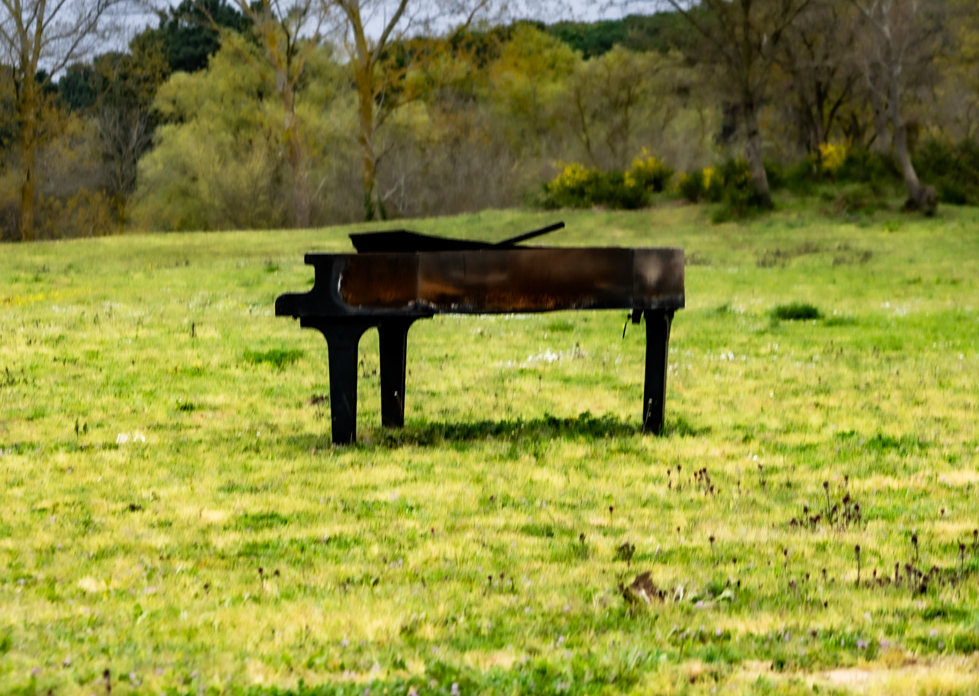between Yeniköy and Terkos: meadow piano