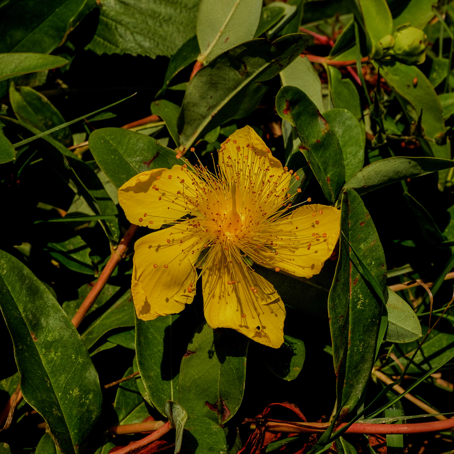 Haçımaşlı hill: a rose-of-Sharon