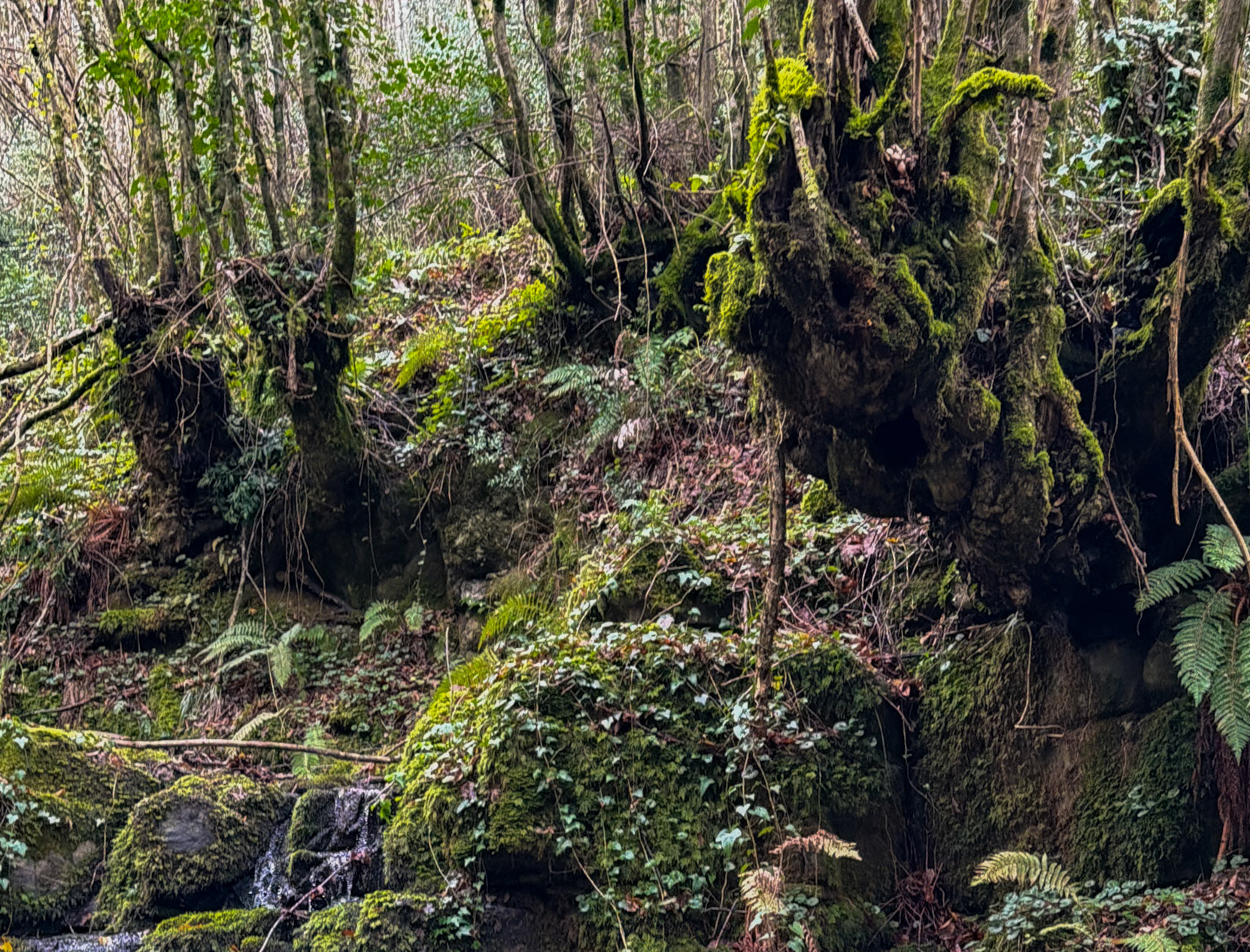 Ayhan Şahenk double stream walk: Middle Earth