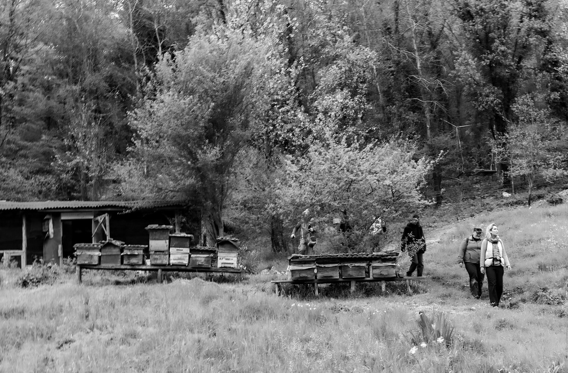 between Kılıçlı Köyü and İshaklıköy: hivery