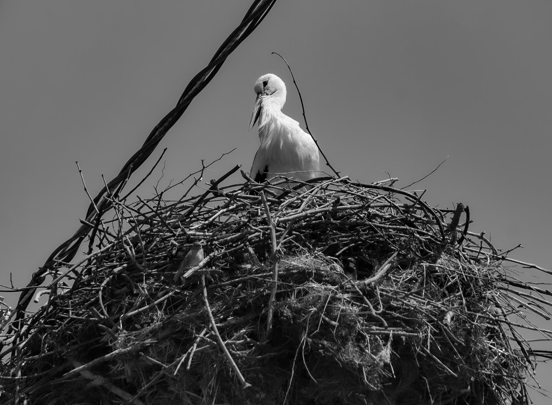 Sazlıbosna: a stork in its nest with a smaller bird just below it