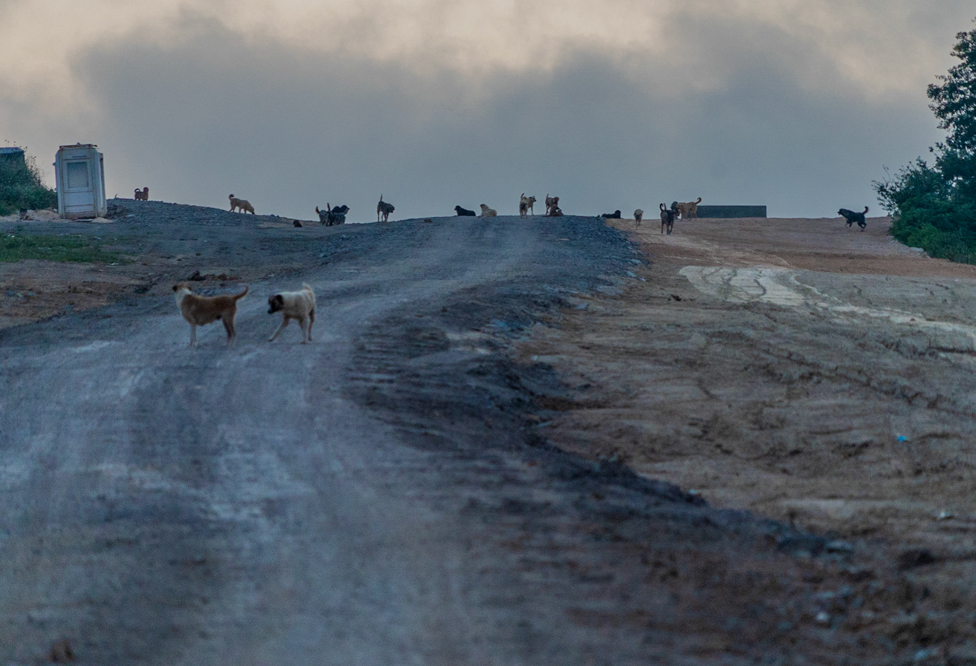 Ömerliköy watermain route: a dogville