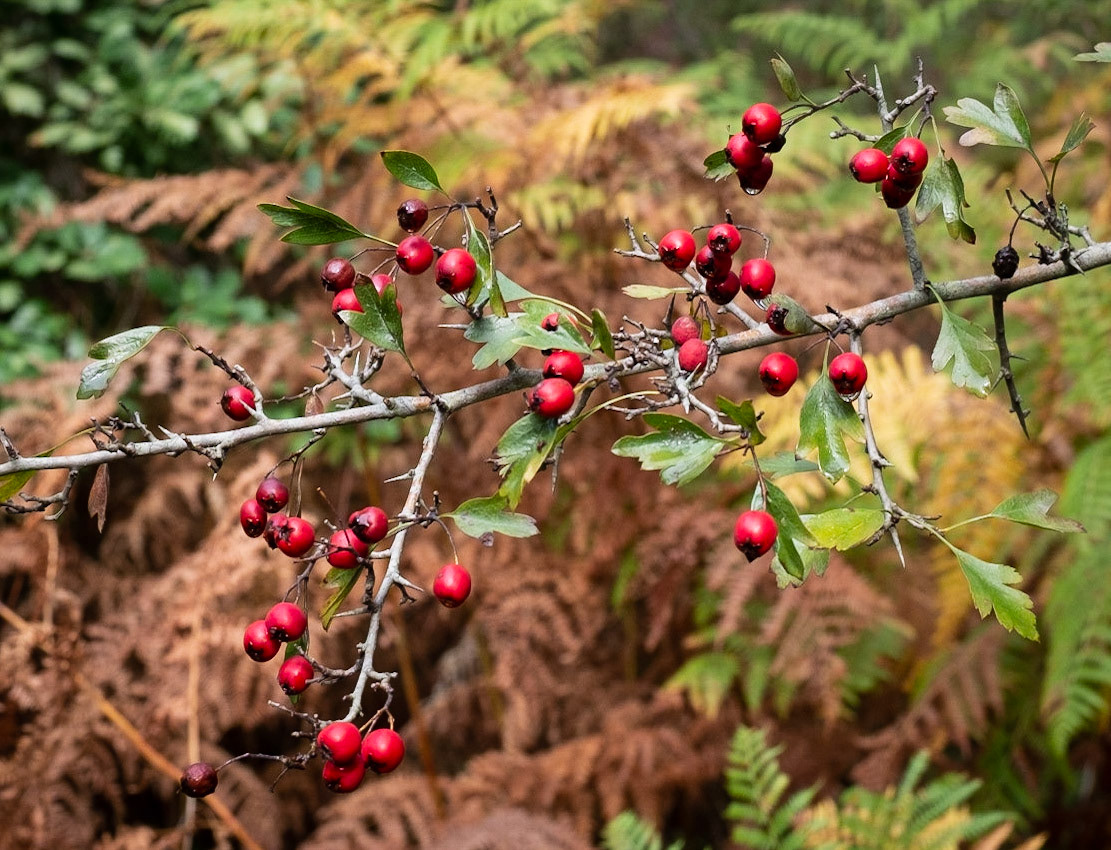 between Göçbeyli and Ballıca: hawthorne (I think) berries