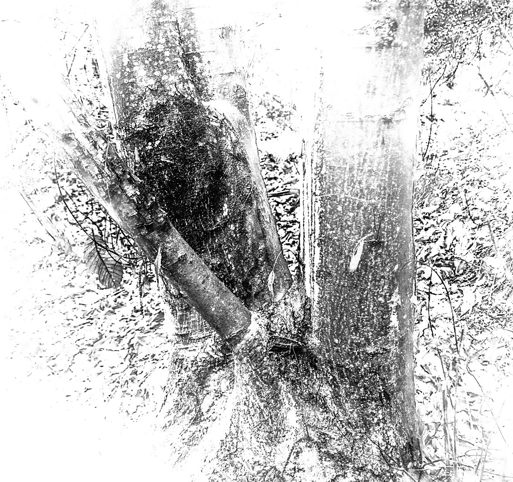 Dereseki forest: tree
