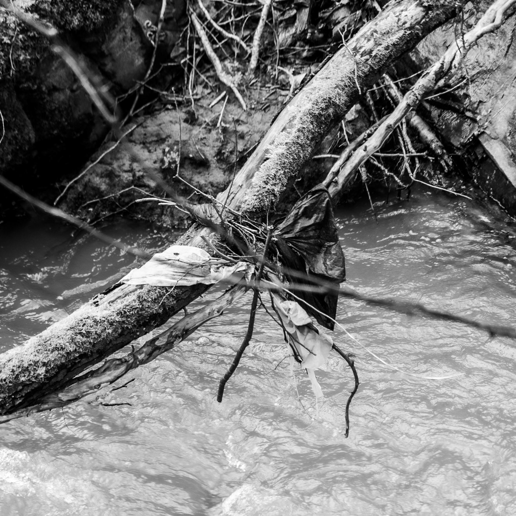 Kozu Deresi valleys: stream, branch and flotsam