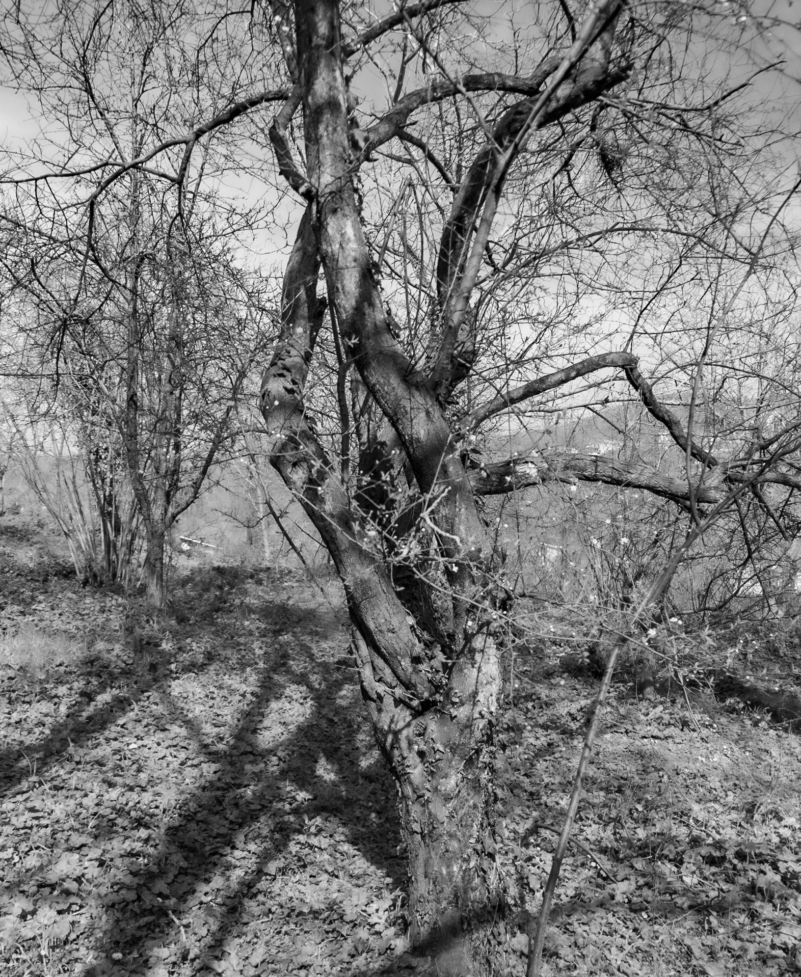 Kaymakdonduran woods: old tree