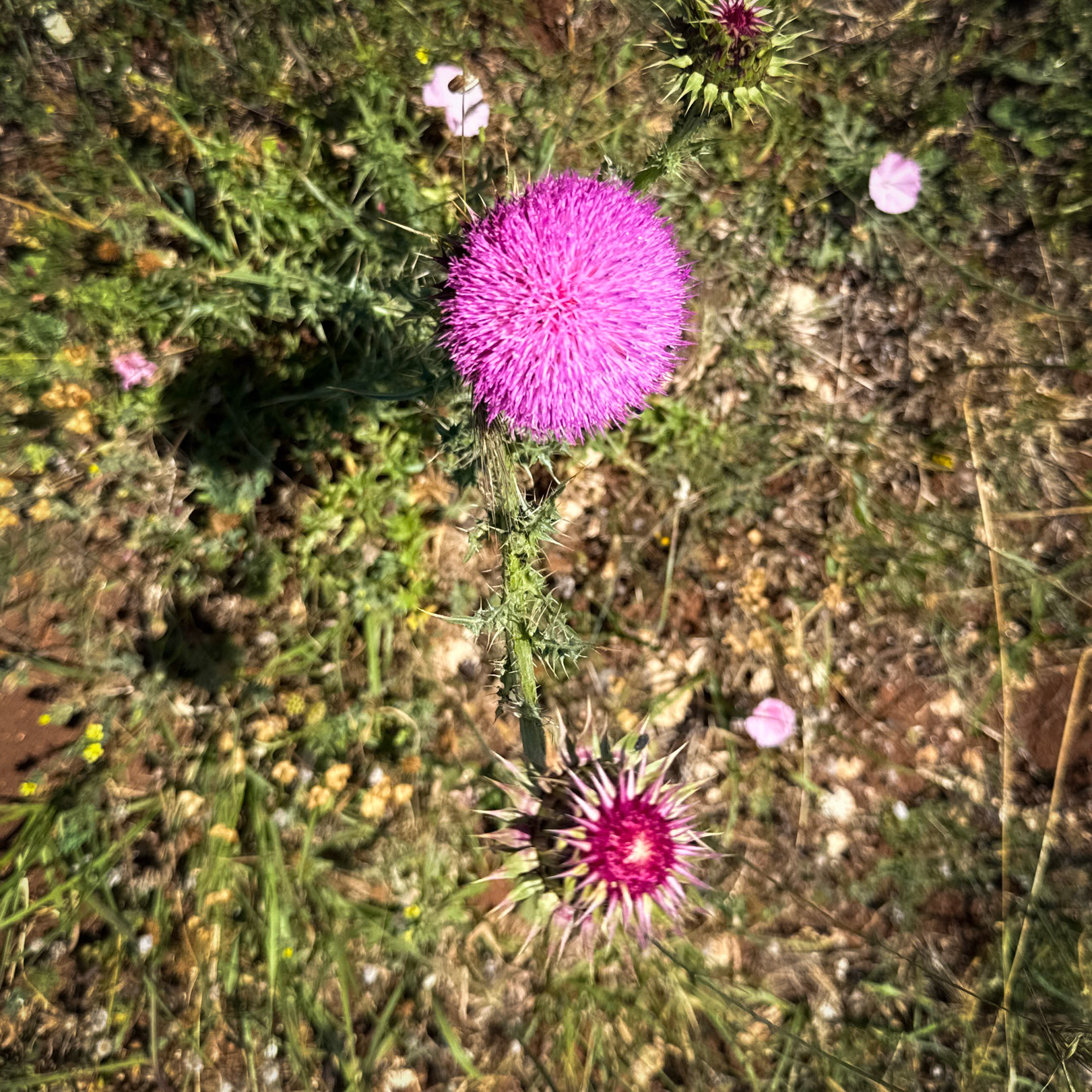 Kocabayır hill: pink thistles