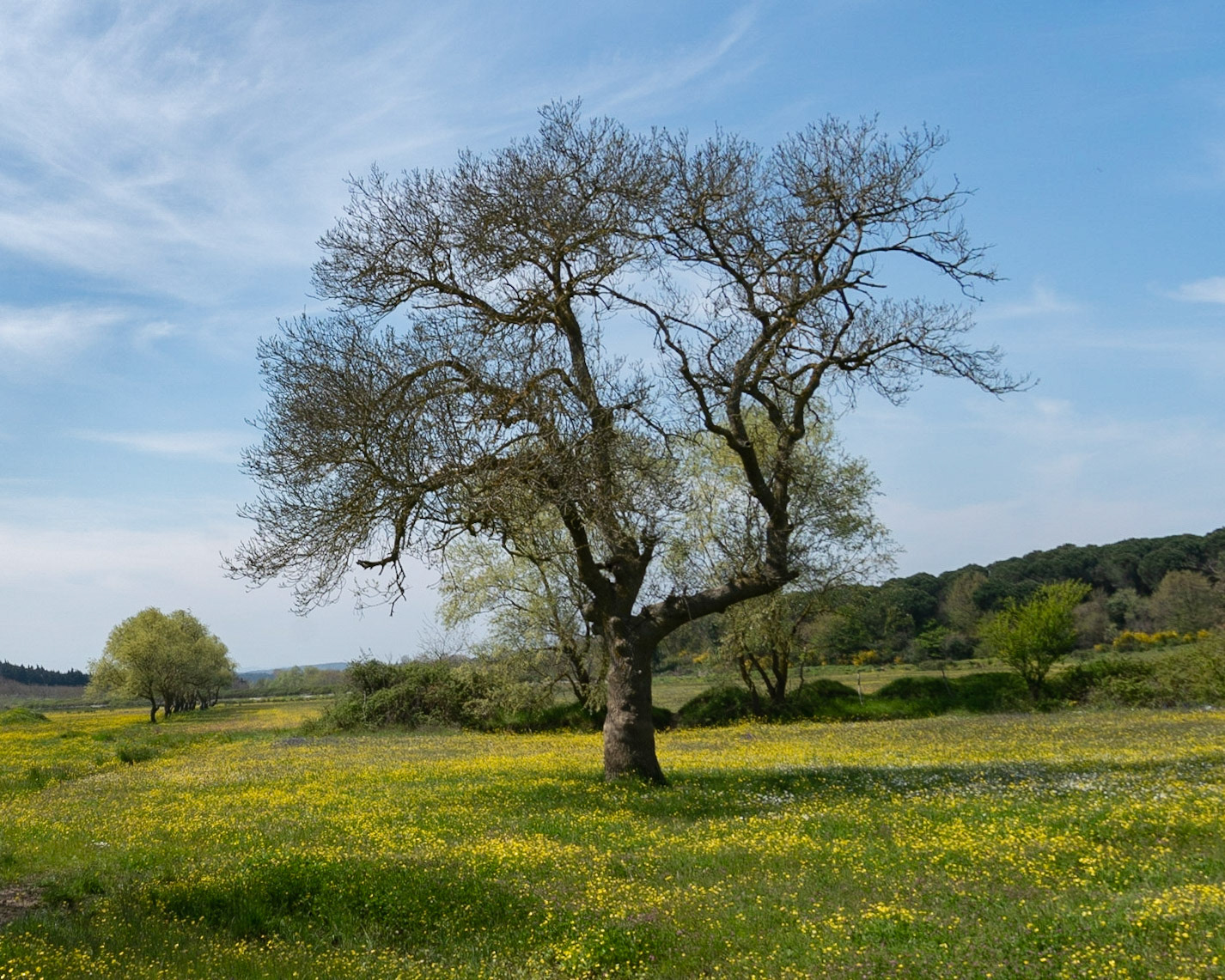 the first Sazlıdere flower meadow: a solitary tree in spring
