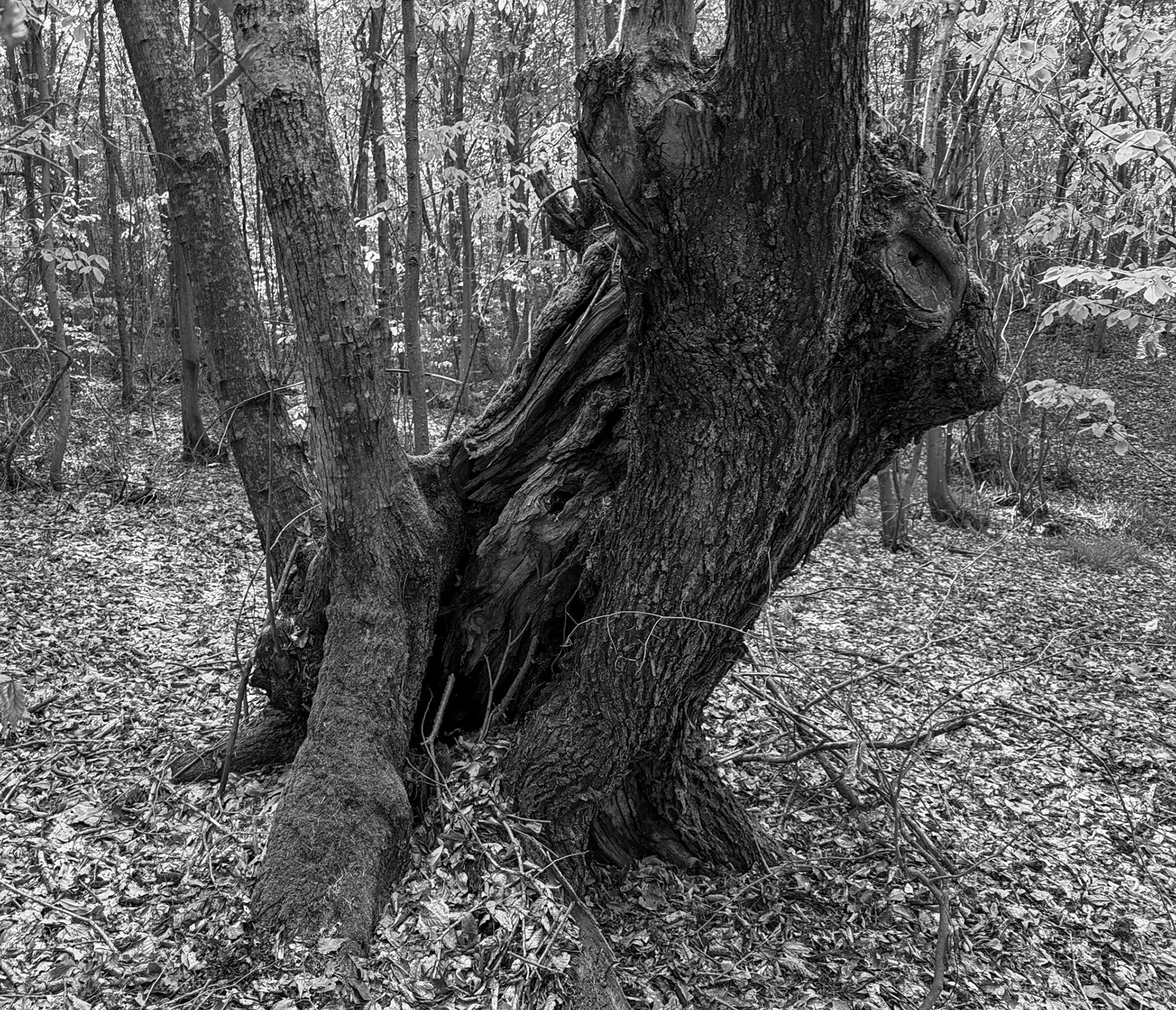 northern Alemdaǧ forest: old tree