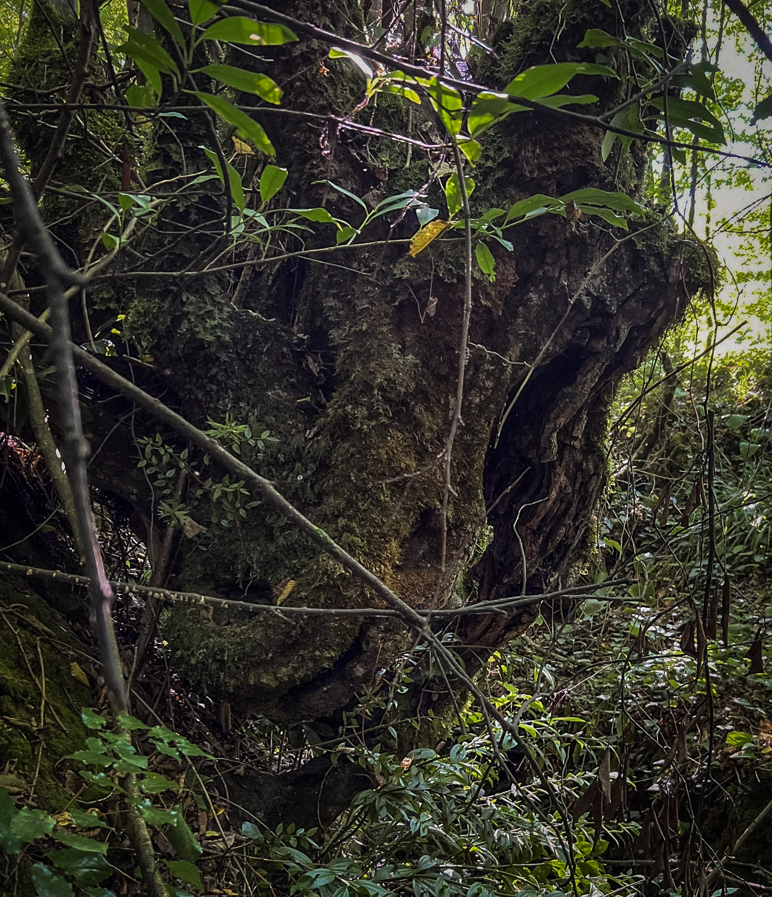 one of Deǧirmen’s western tributaries: ancient tree