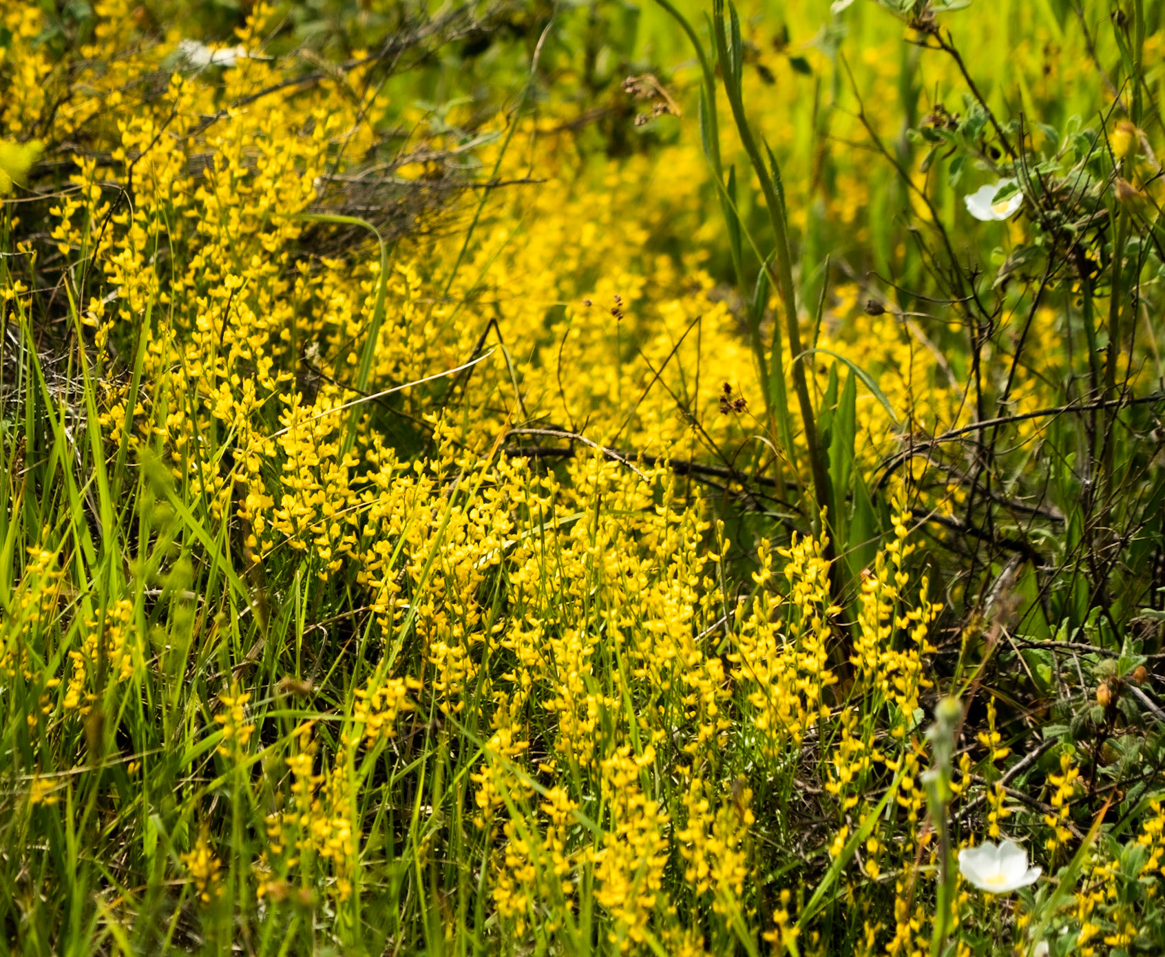 Paşaköy southern woods: yellow flowers