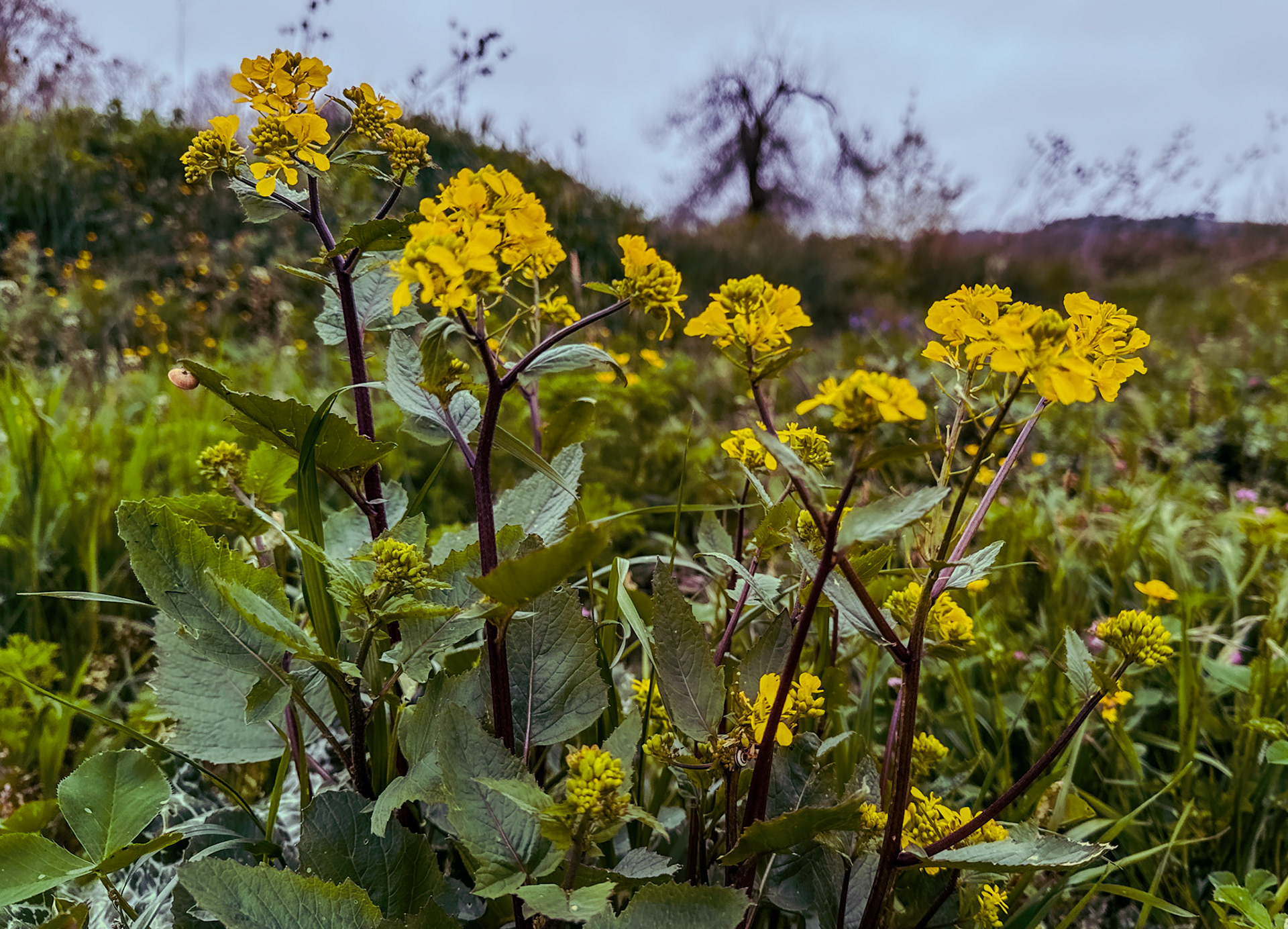 the first Sazlıdere flower meadow: yellow flowers