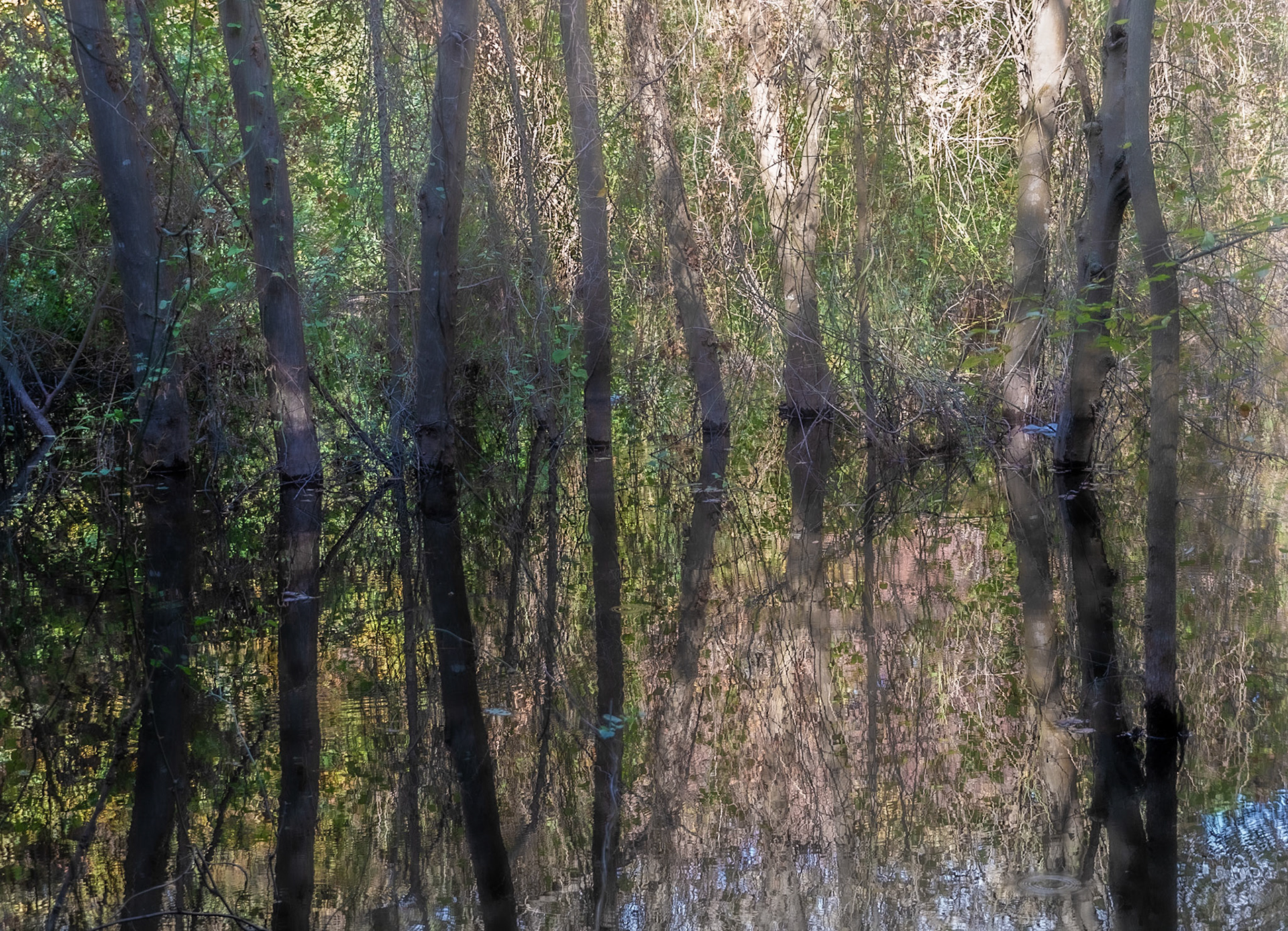 İmrahor swamp: trees and reflections on 15.9.18