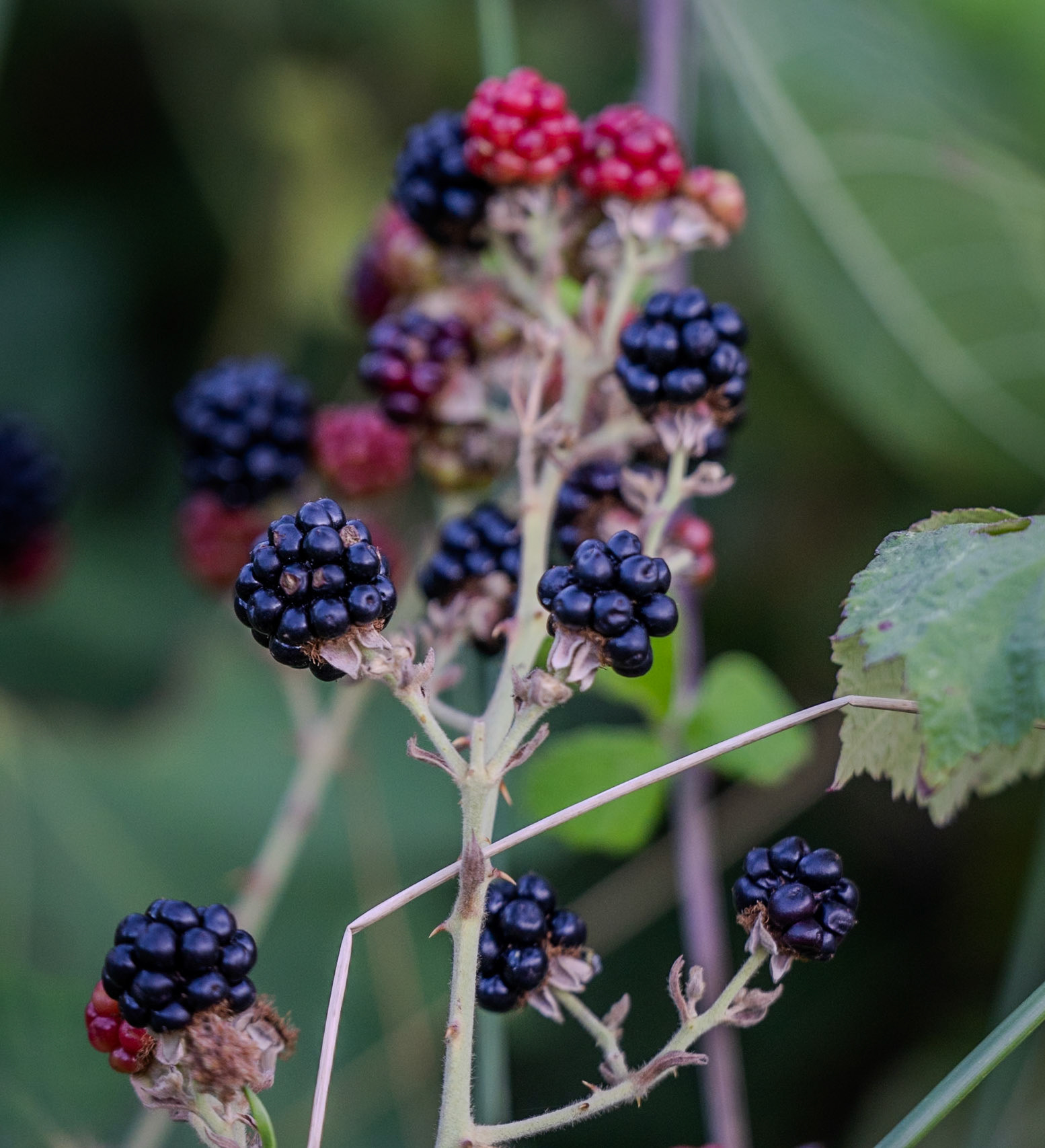 Nişantepe valley and heath: tasty blackberries