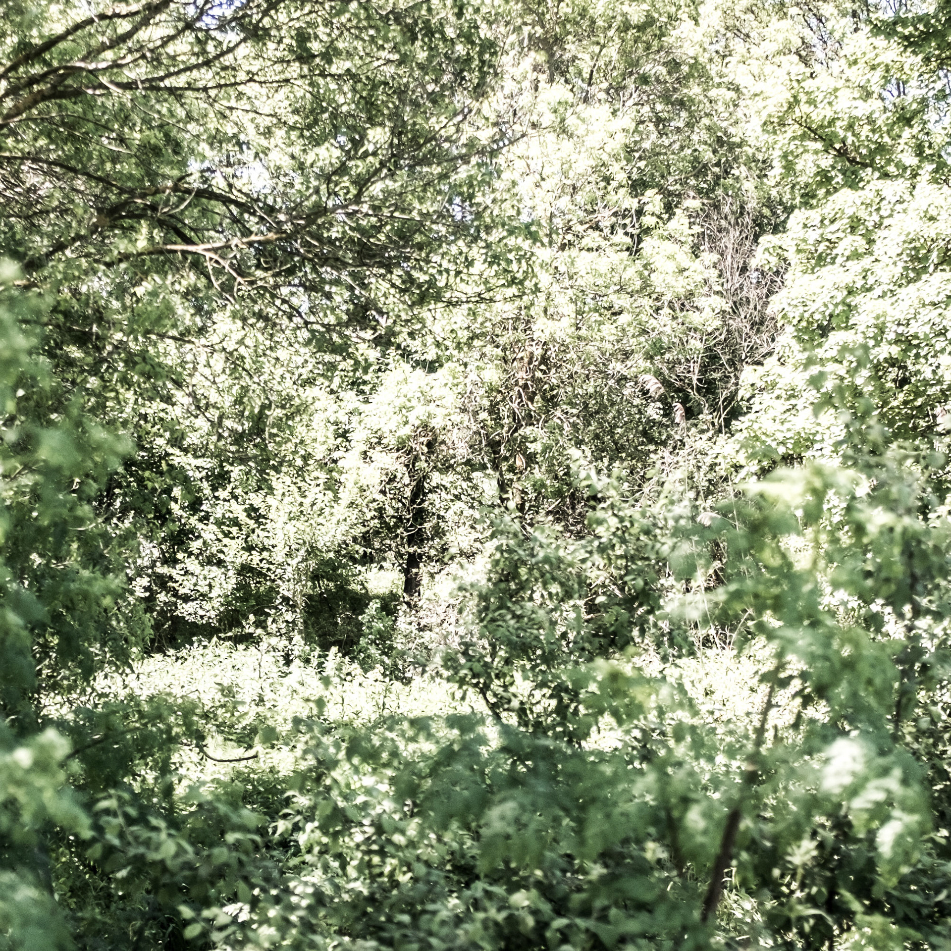 in the shallow Sazlıdere valley between Baklalı &amp; Dursunköy: white blossom