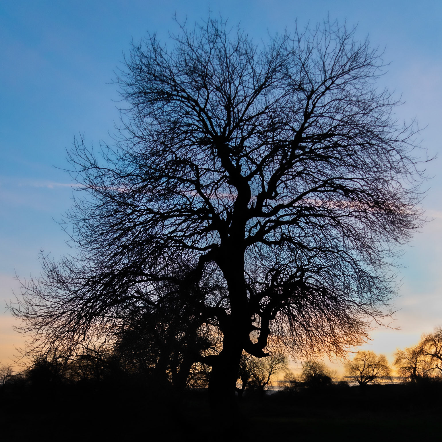 Melentiade: old oak at sunset