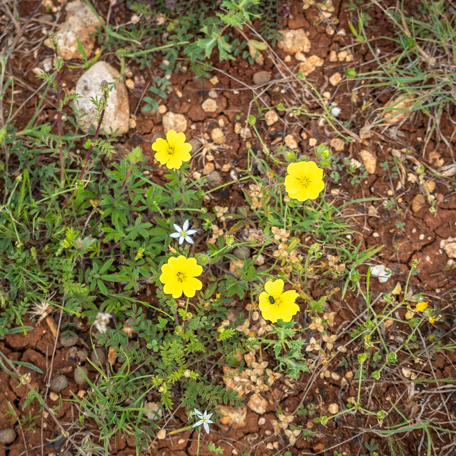 Kocabayır hill: yellow flowers