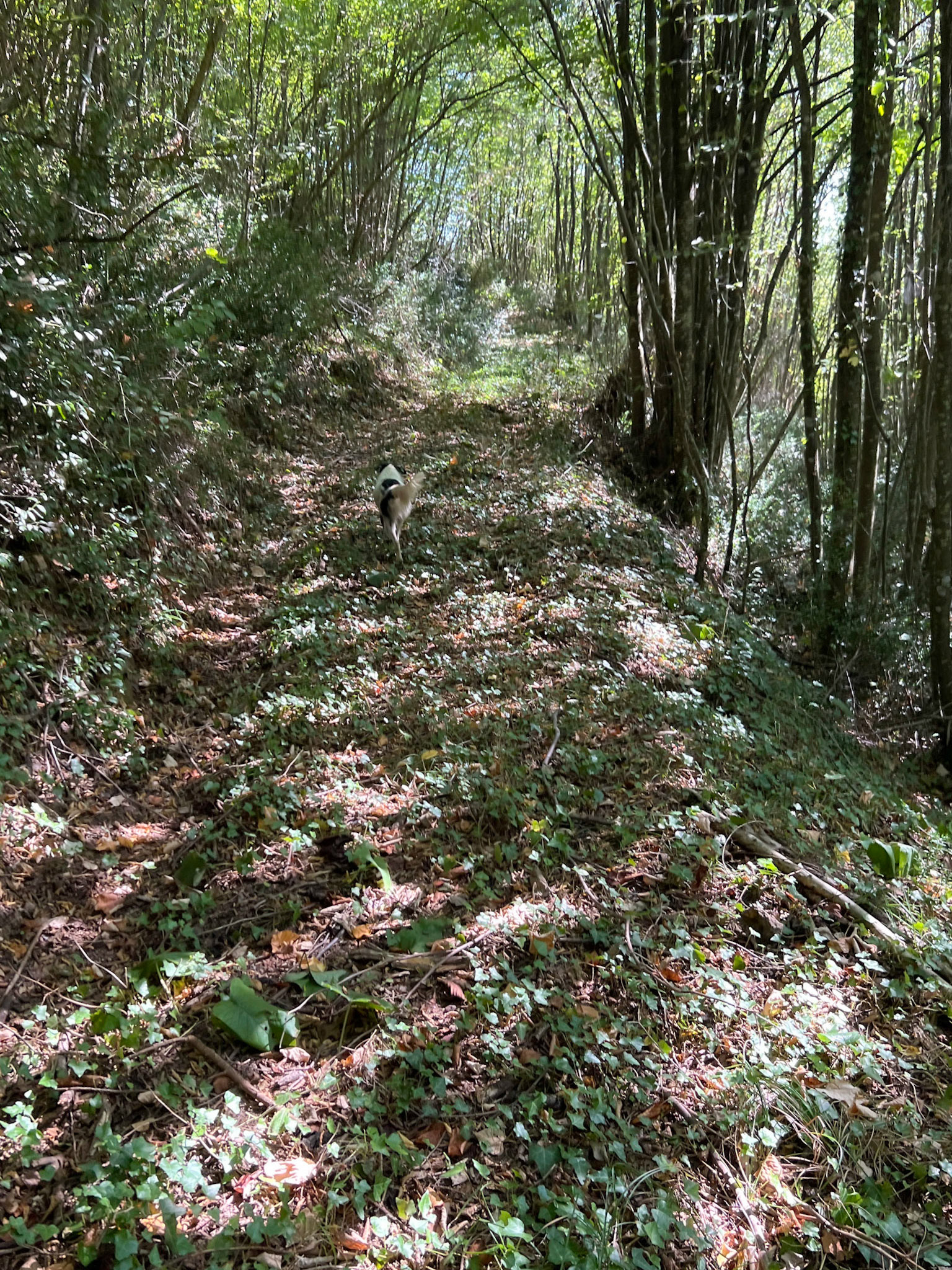 Ayhan Şahenk forest: our daydog leads the way