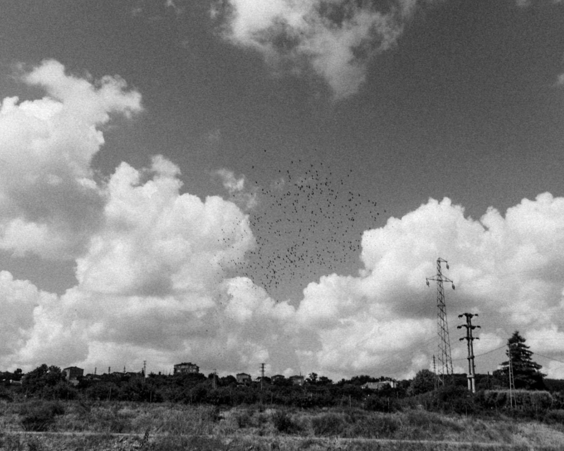 Çayǧız Deresi: a flock of crows