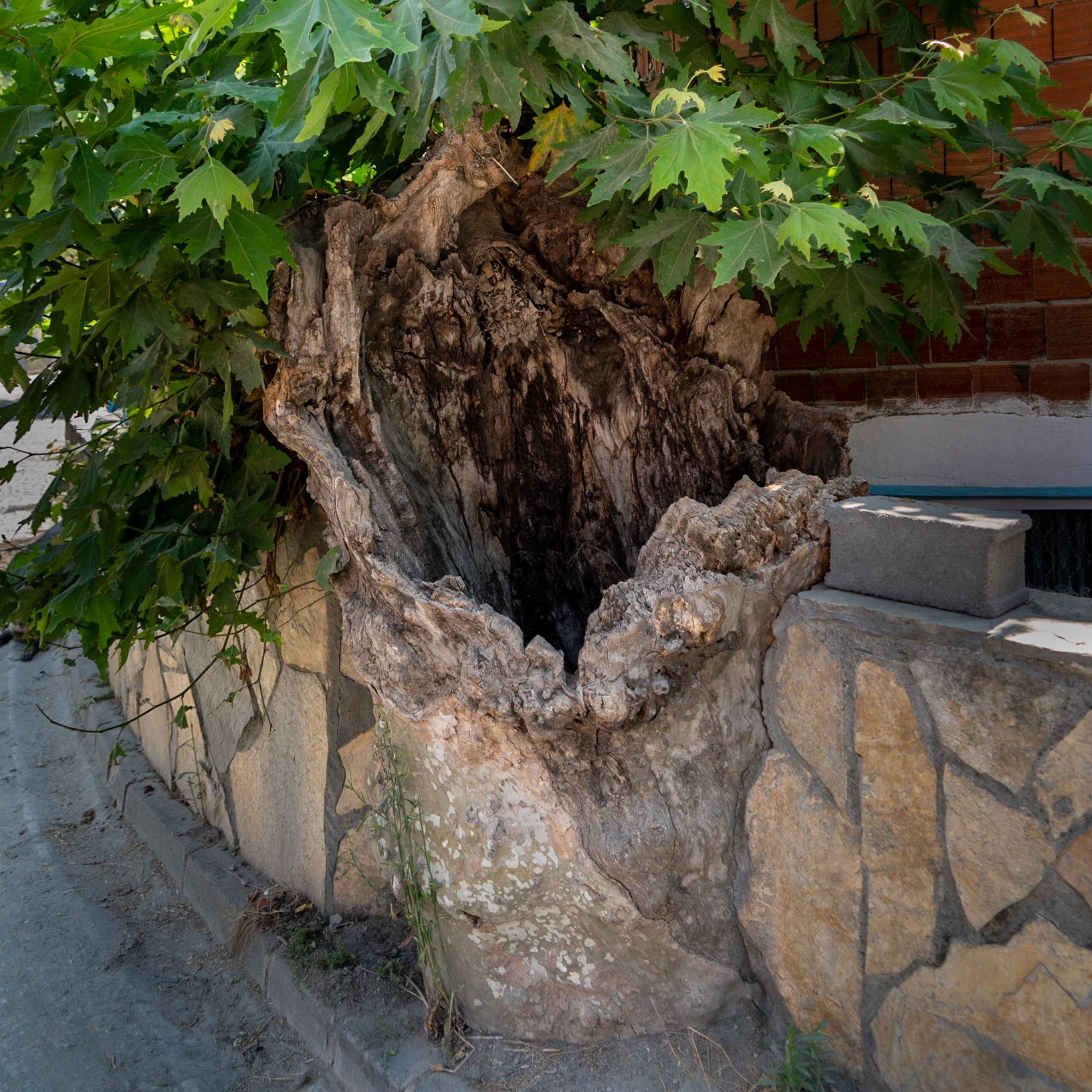 Cebeci: 500 year old (or so) hollow tree